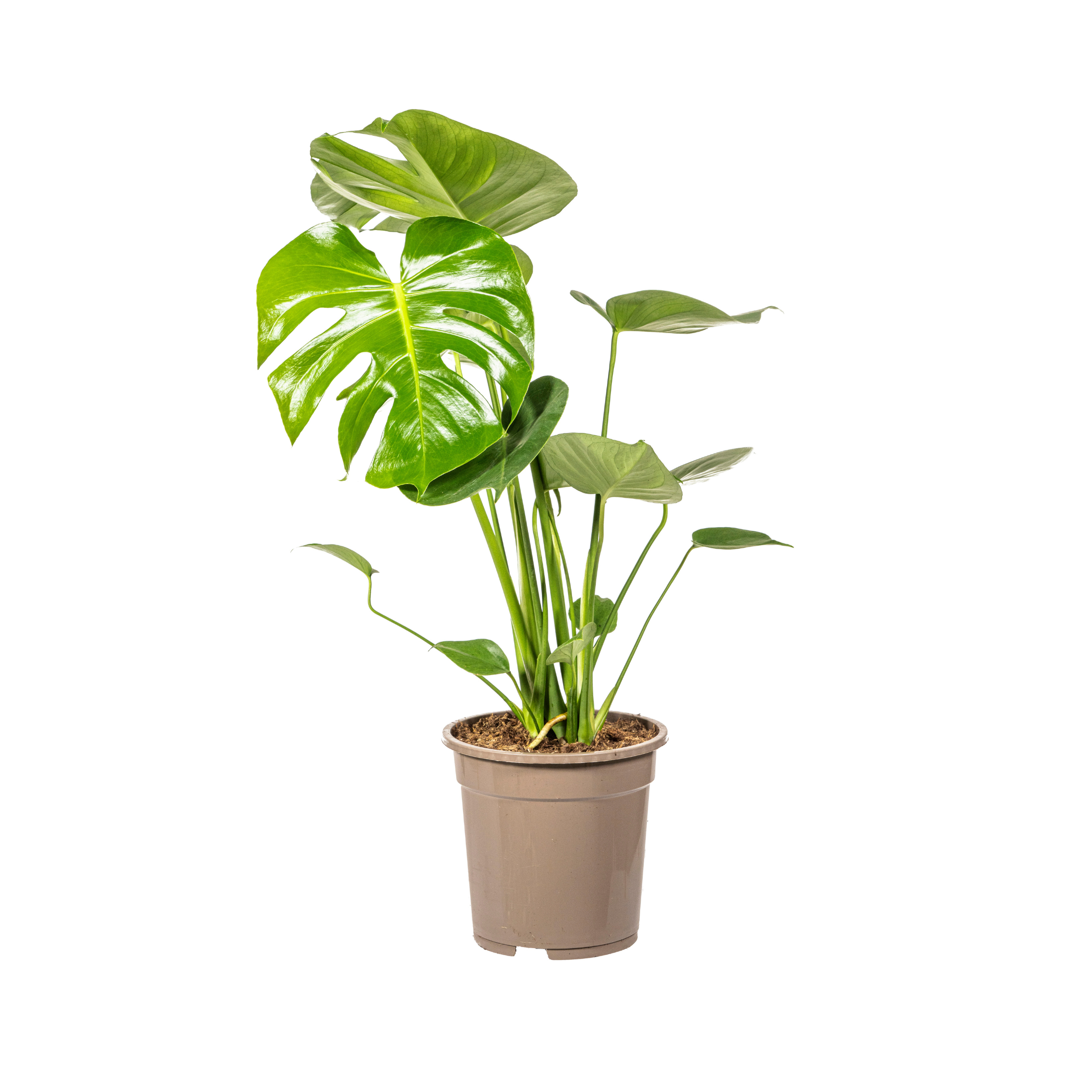 Monstera Tauerii Ø19cm – 70-90cm Hoch – Große Löcher