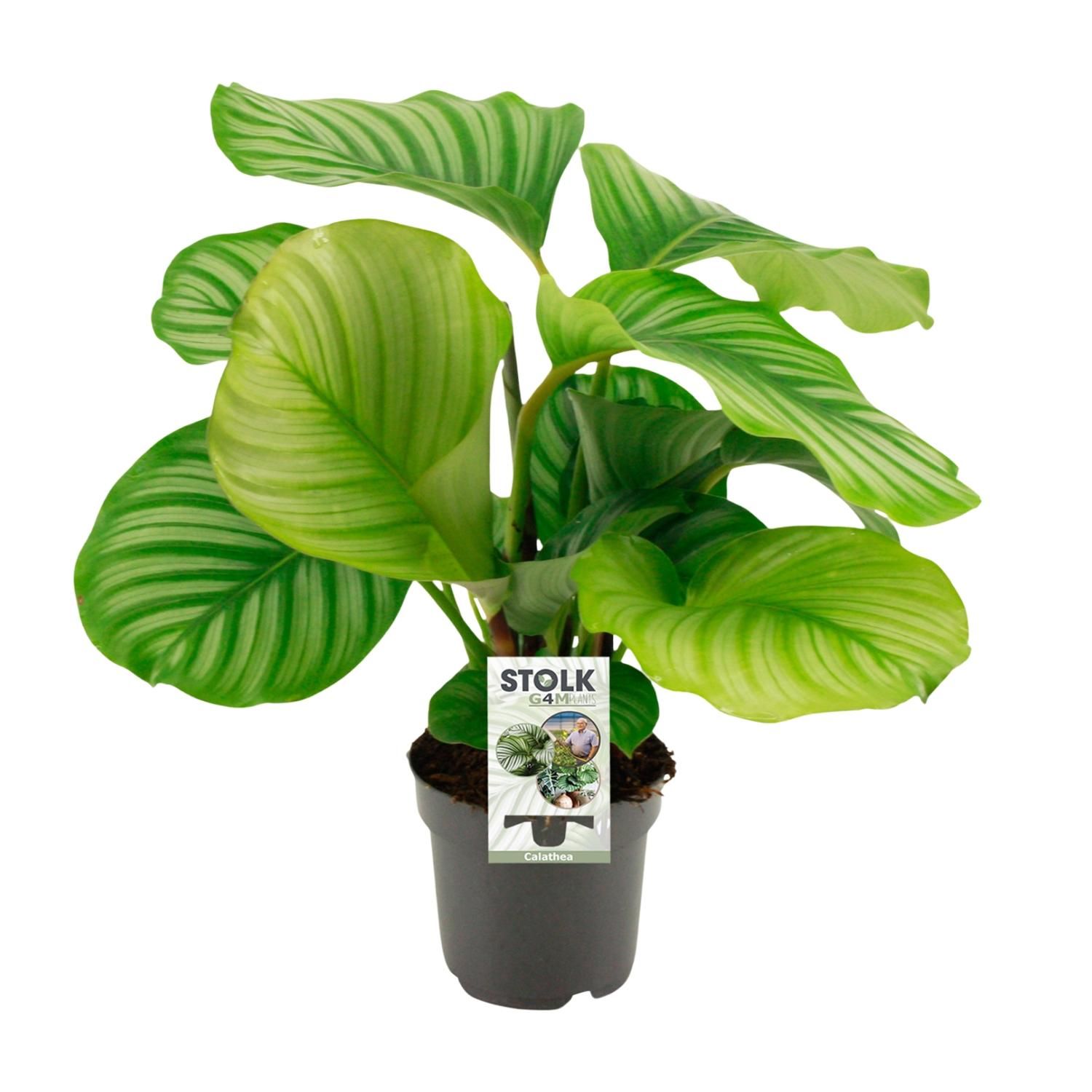 Calathea Orbifolia Zimmerpflanze mit prächtigen Blättern