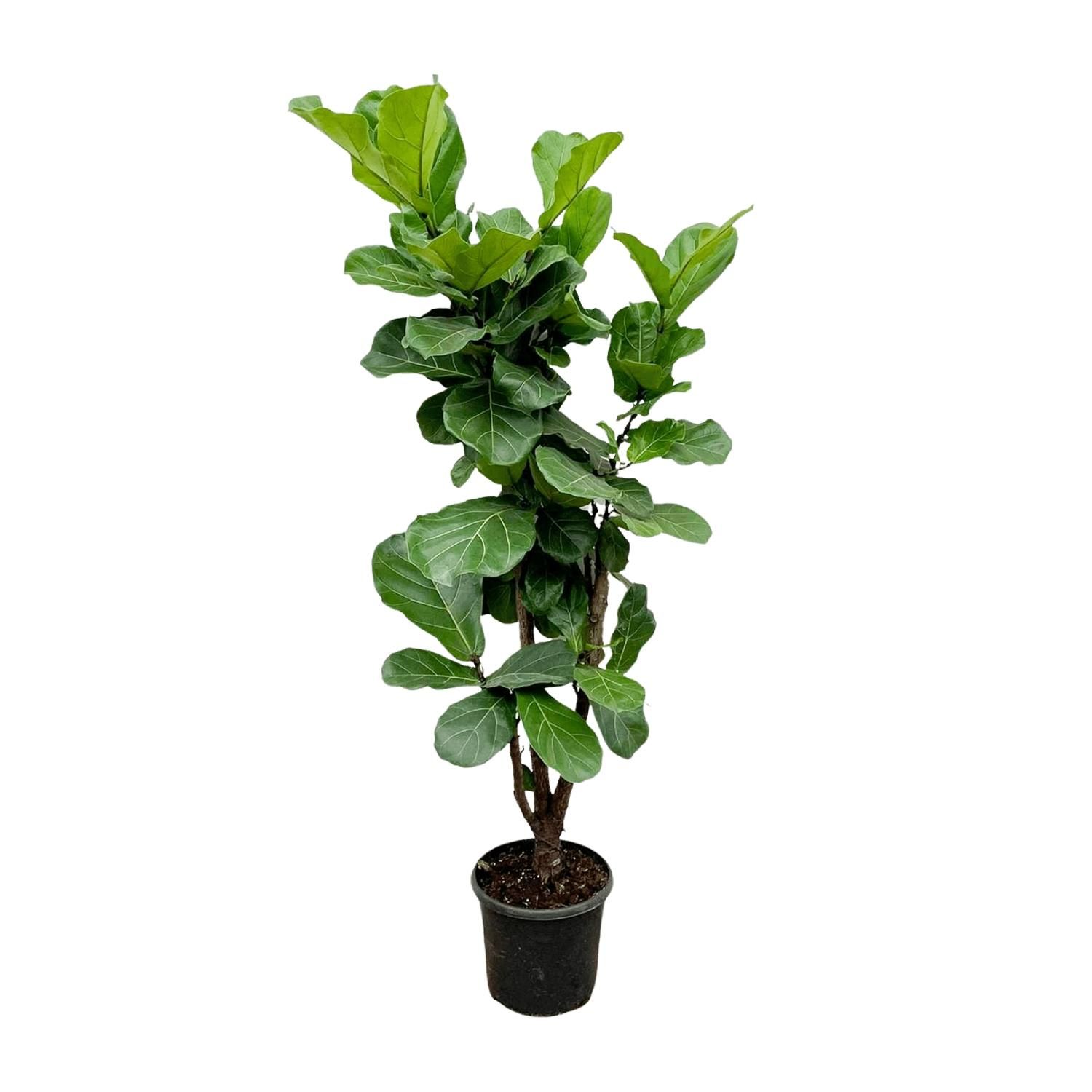 Ficus Lyrata Geigenfeige Zimmerpflanze