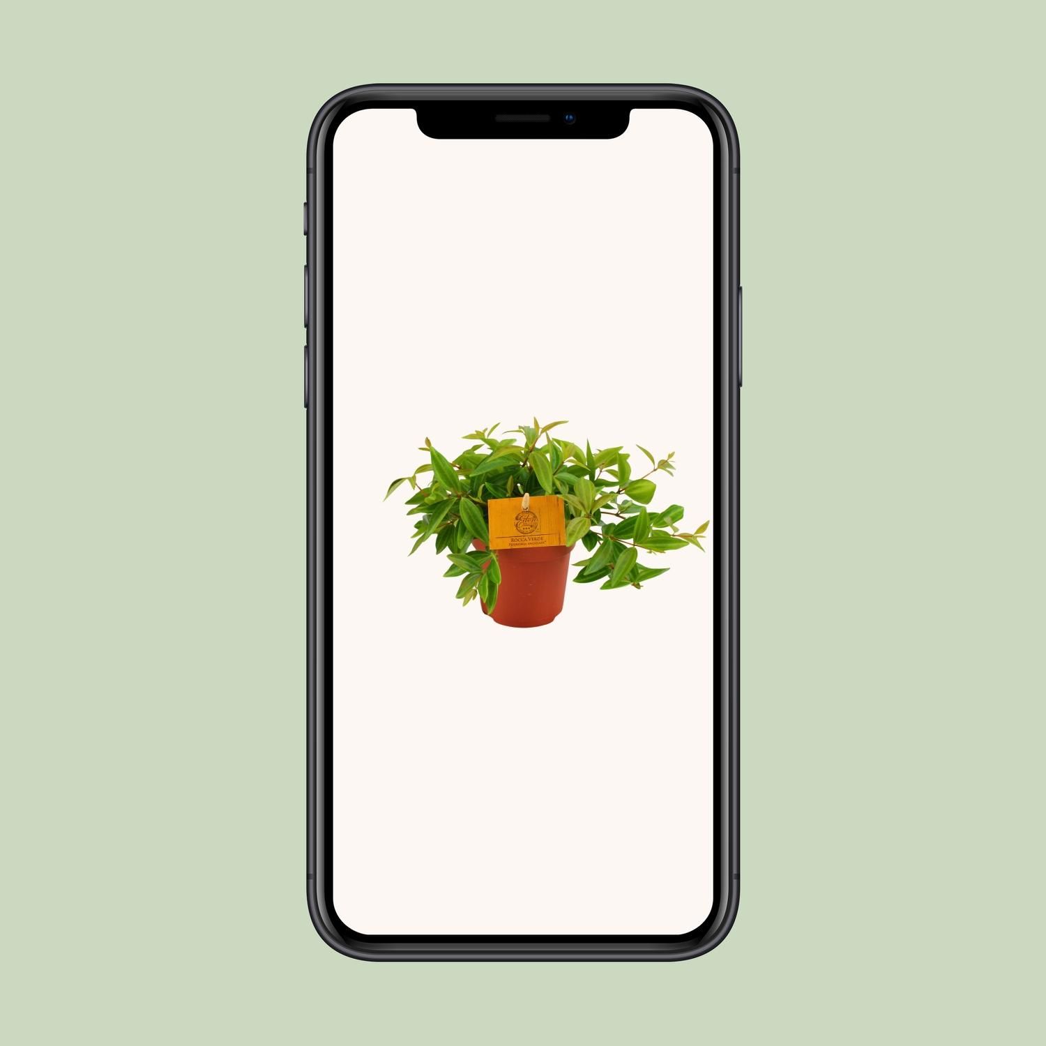 Peperomia Angulata Zimmerpflanze