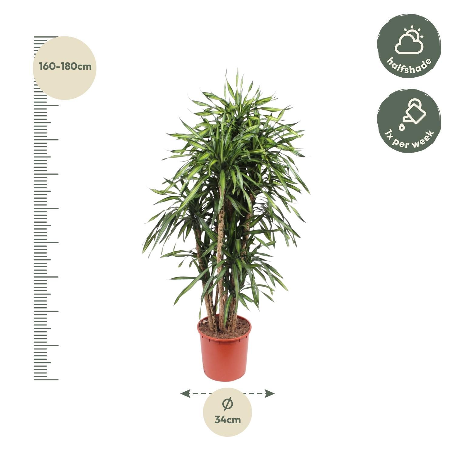 Dracaena Riki Zimmerpflanze