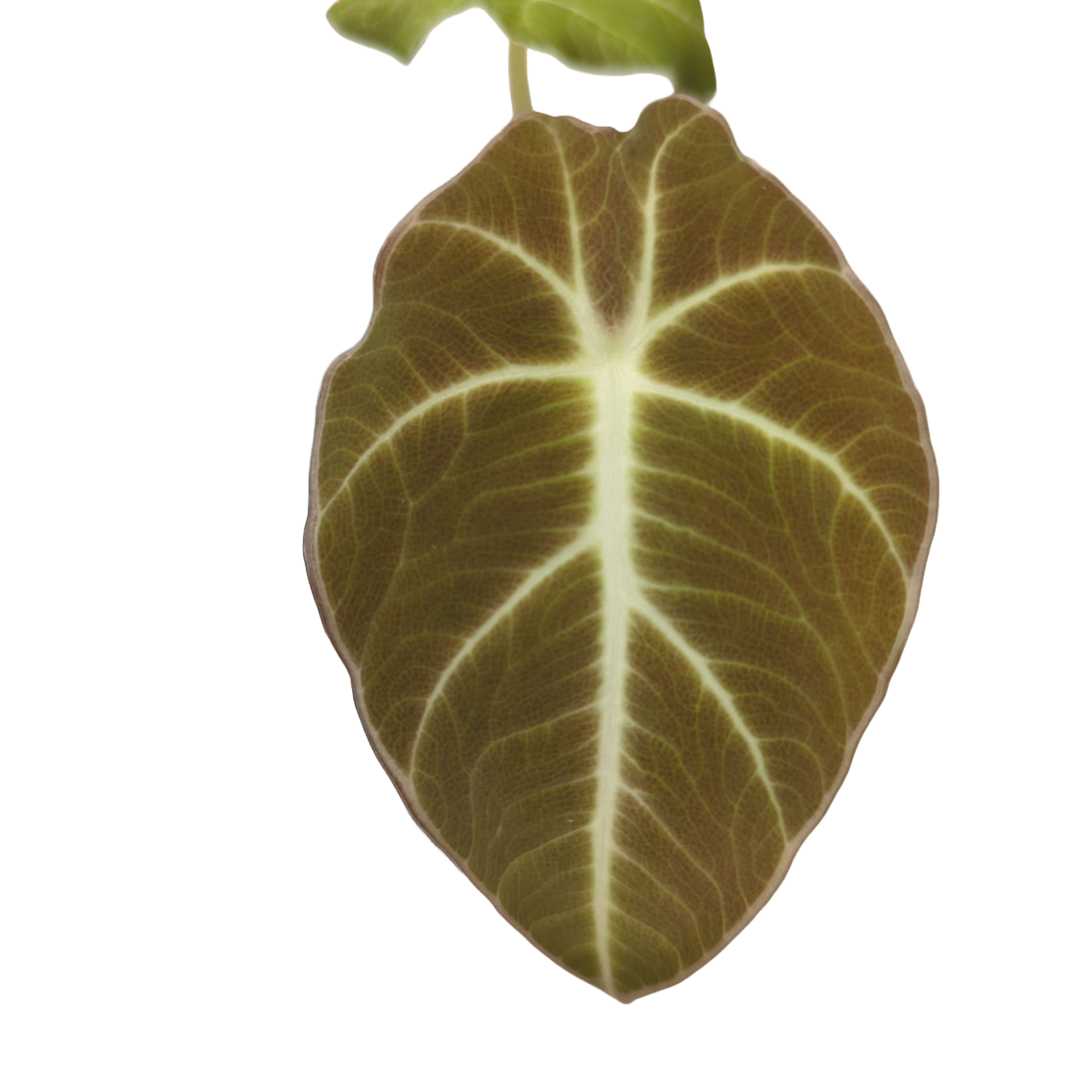 Baby Alocasia reginula Black Velvet + selbstbewässernder Übertopf