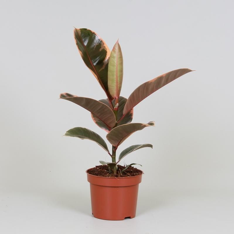 Ficus Elastica Belize Gummibaum