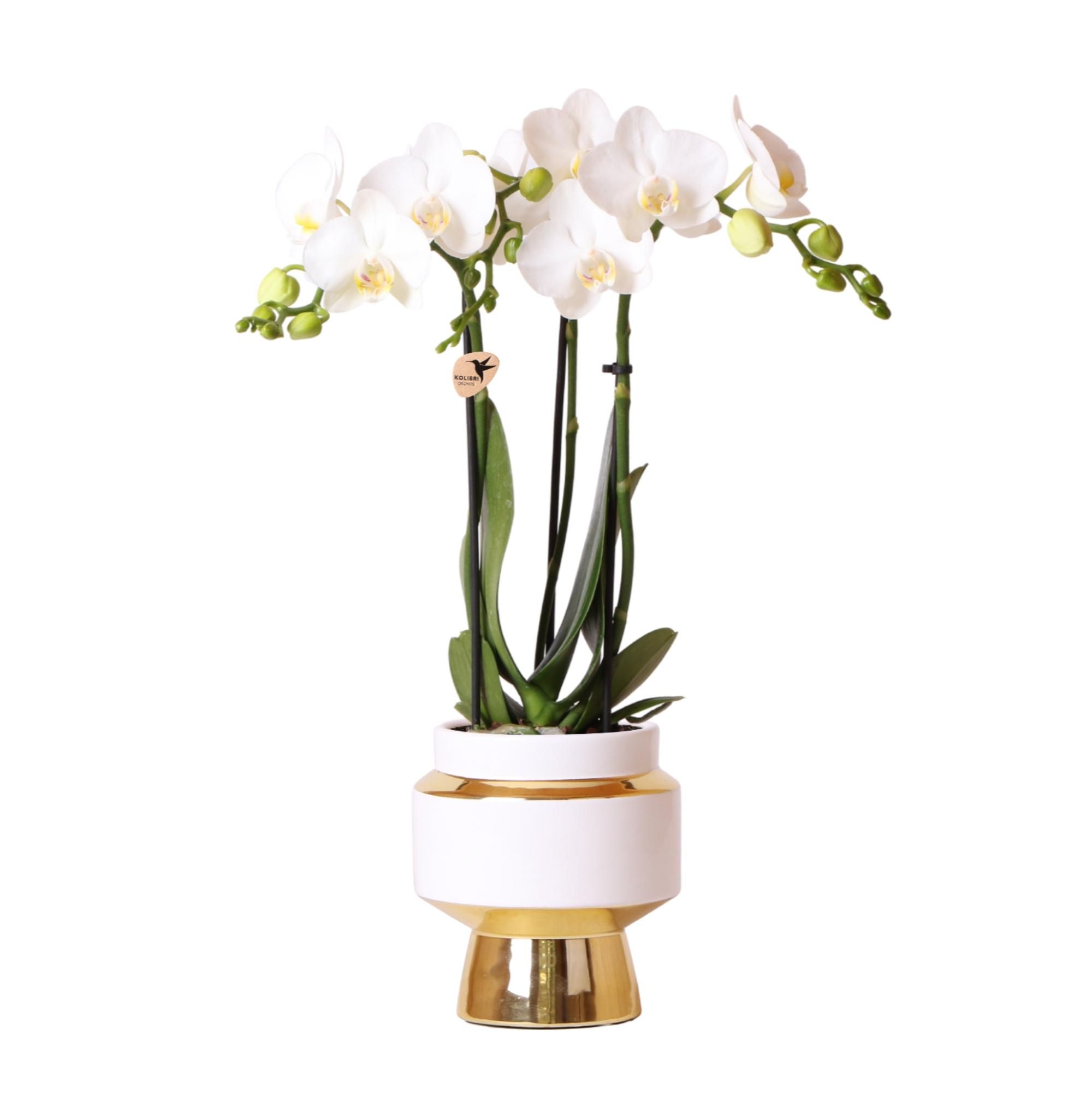 Phalaenopsis Orchidee Amabilis im goldenen Le Chic Topf