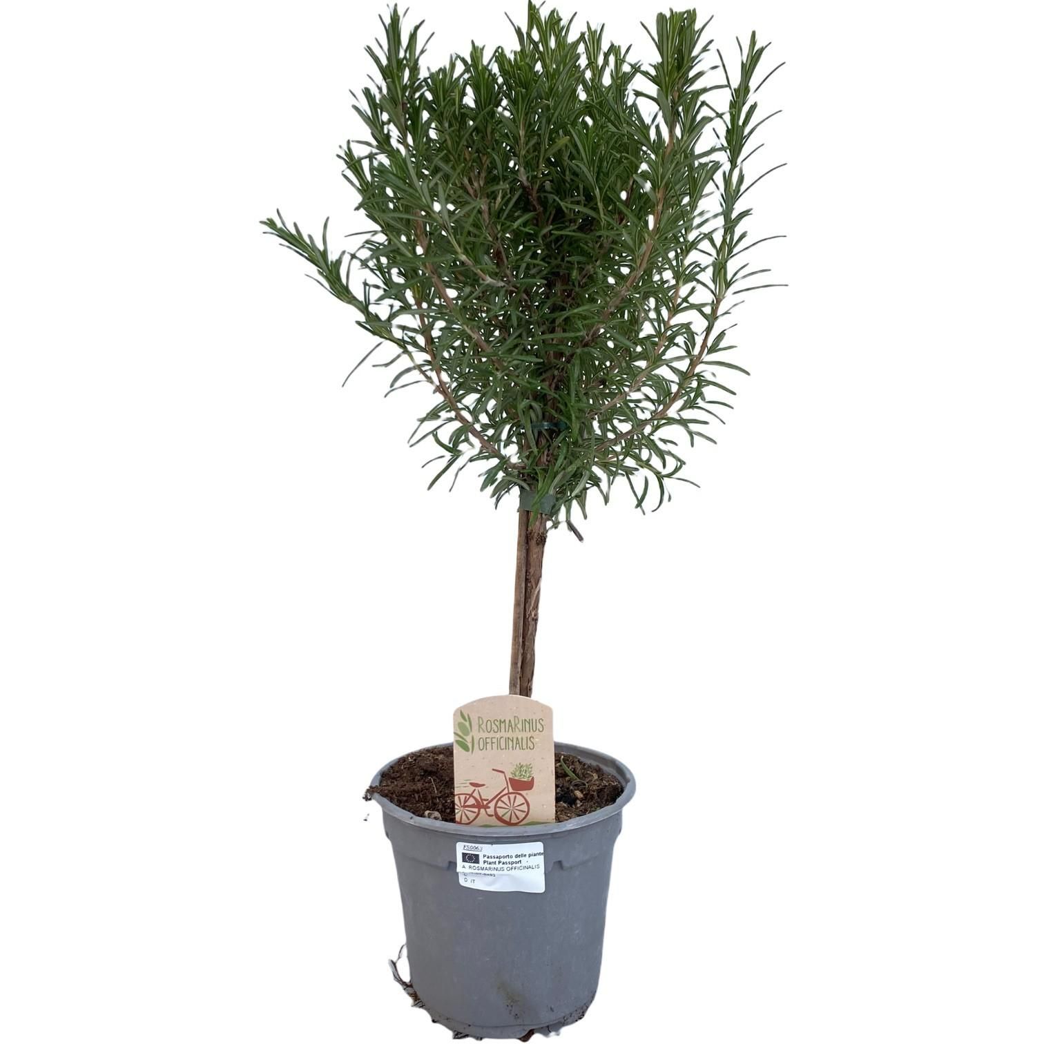 Rosmarinus Officinalis Op Stam – Mediterraner Kräuterbaum | Ø14cm Topf