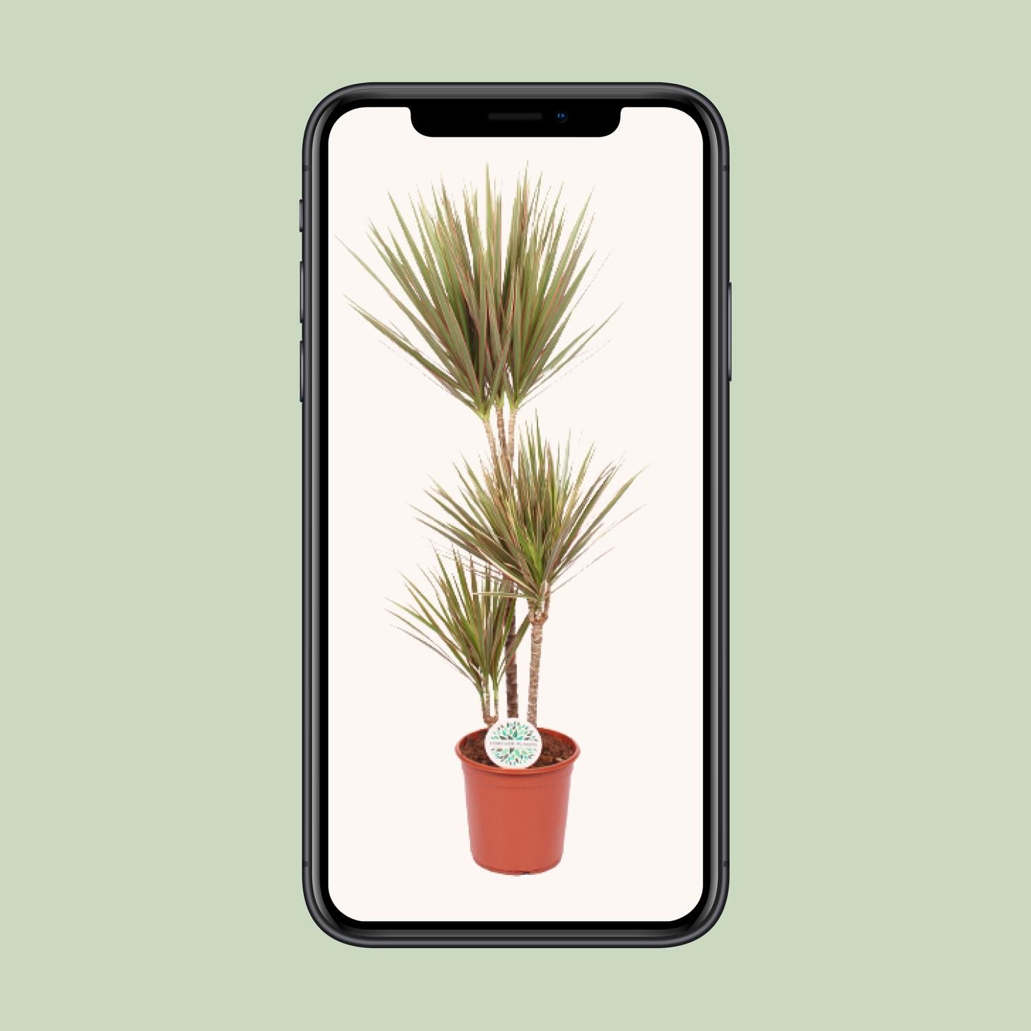 Dracaena Bicolor – Exotischer Drachenbaum für hellen Innenraum
