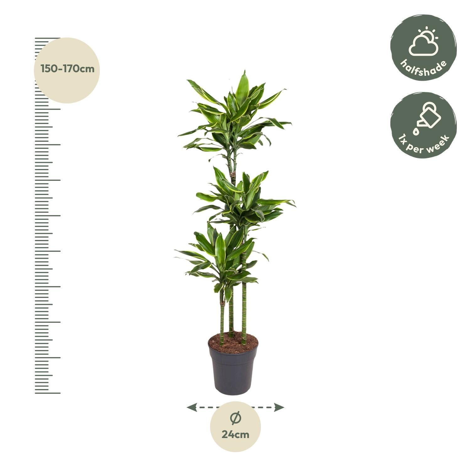 Dracaena Golden Coast Zimmerpflanze