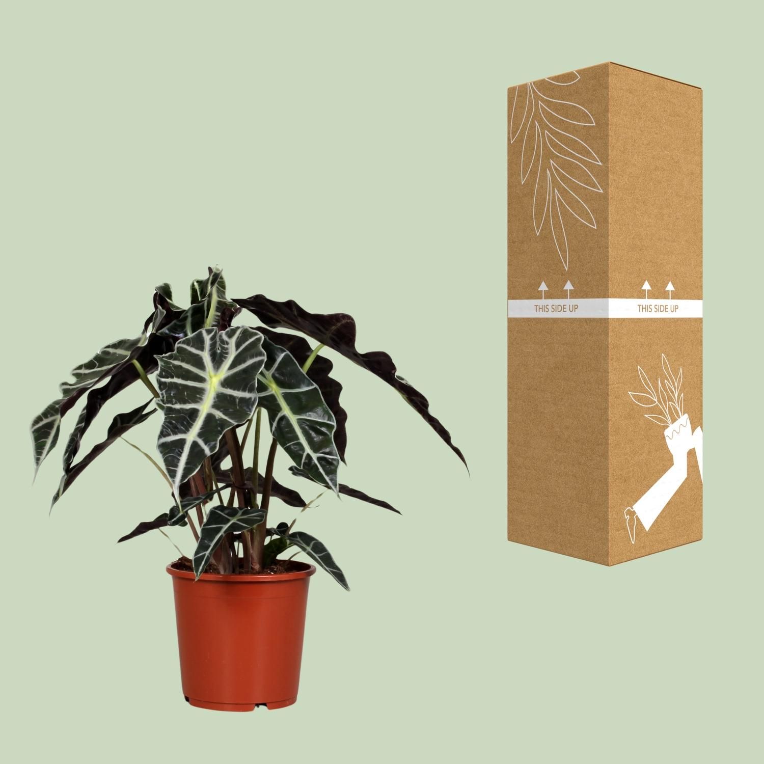 Alocasia Polly | Ø17cm | ↕45cm