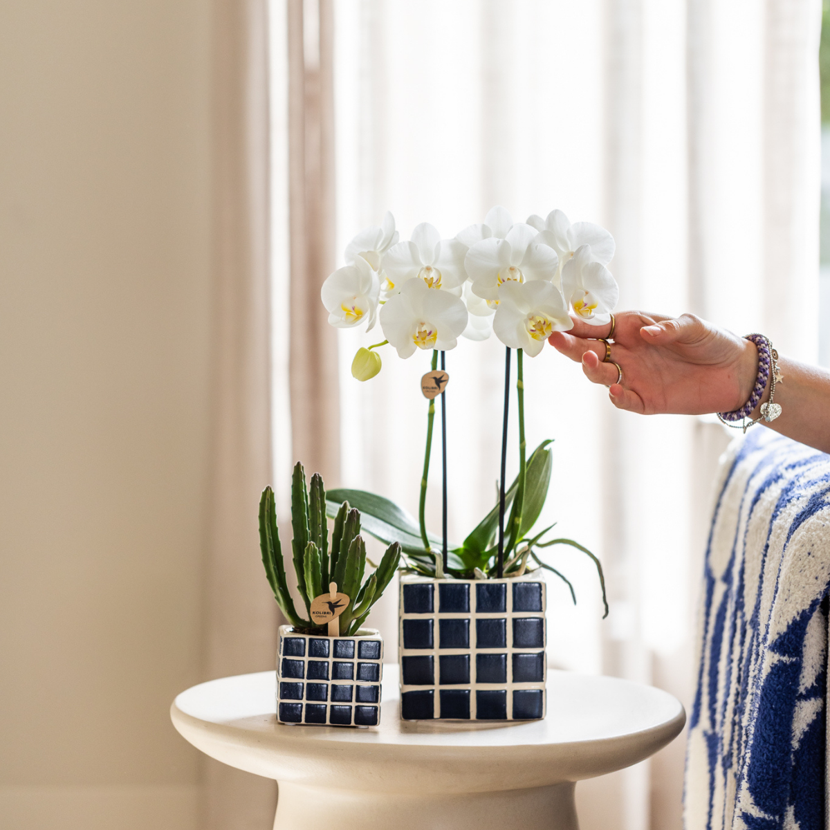 Weiße Phalaenopsis Orchidee Amabilis