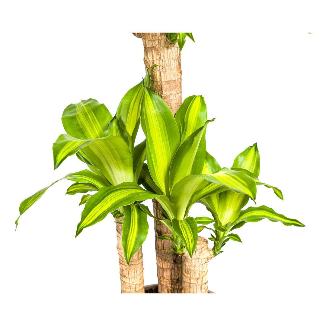 Drachenbaum Massangeana Ø21cm – 90-110cm – Pflegeleicht
