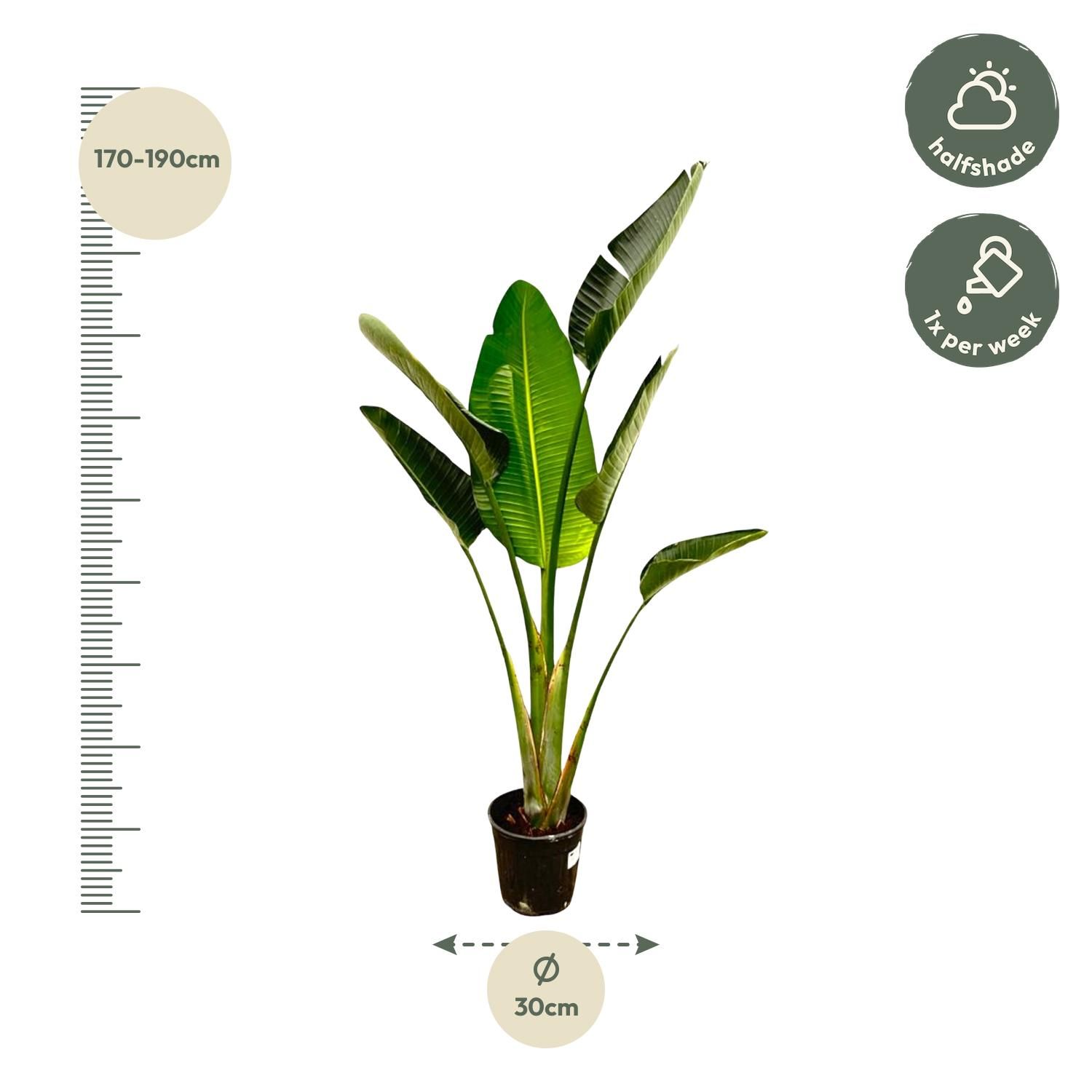 Strelitzia Augusta - Weiße Paradiesvogelpflanze