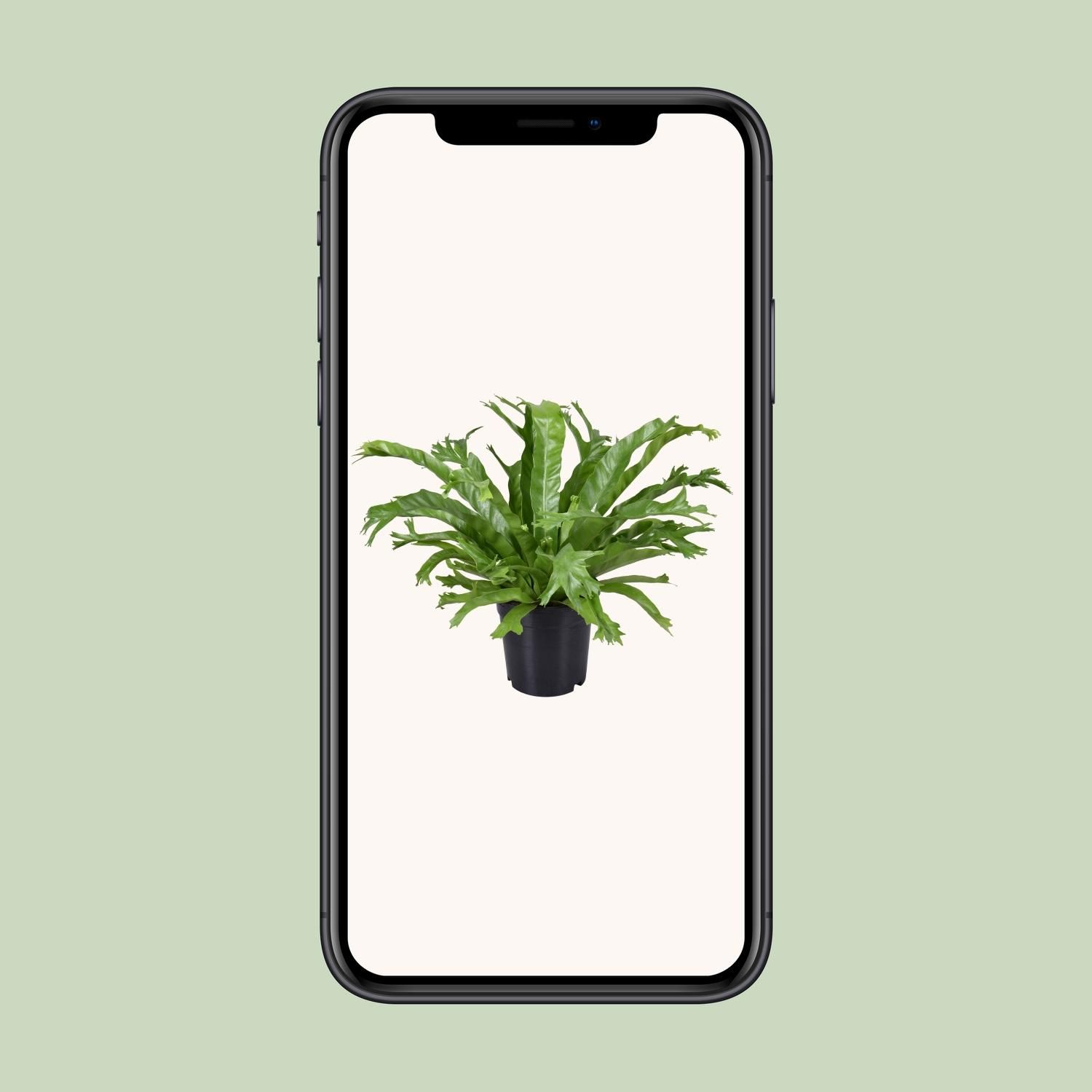 Asplenium nidus Crissie Zimmerfarn