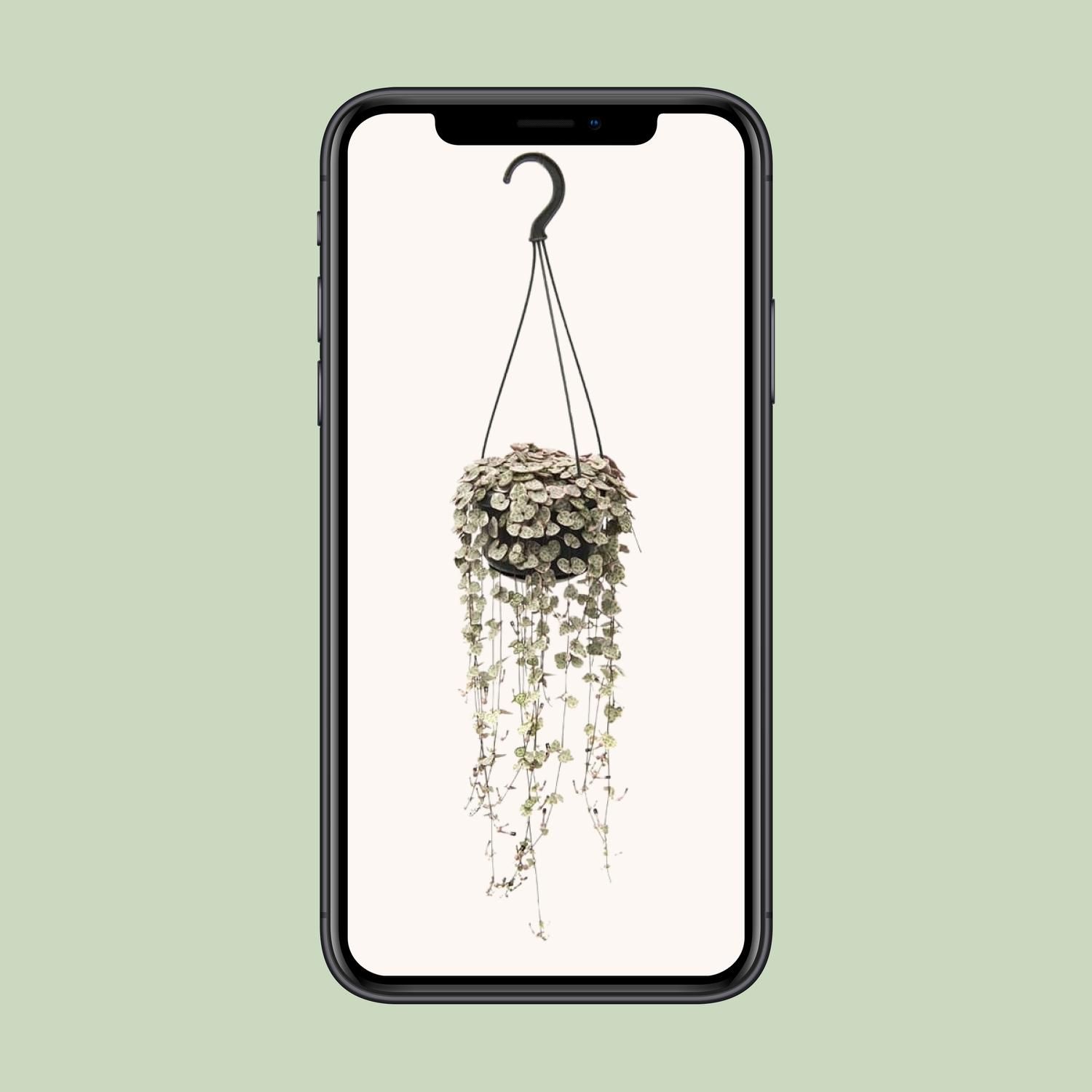 Ceropegia Woodii Variegata – Hängende Herzpflanze für Innen