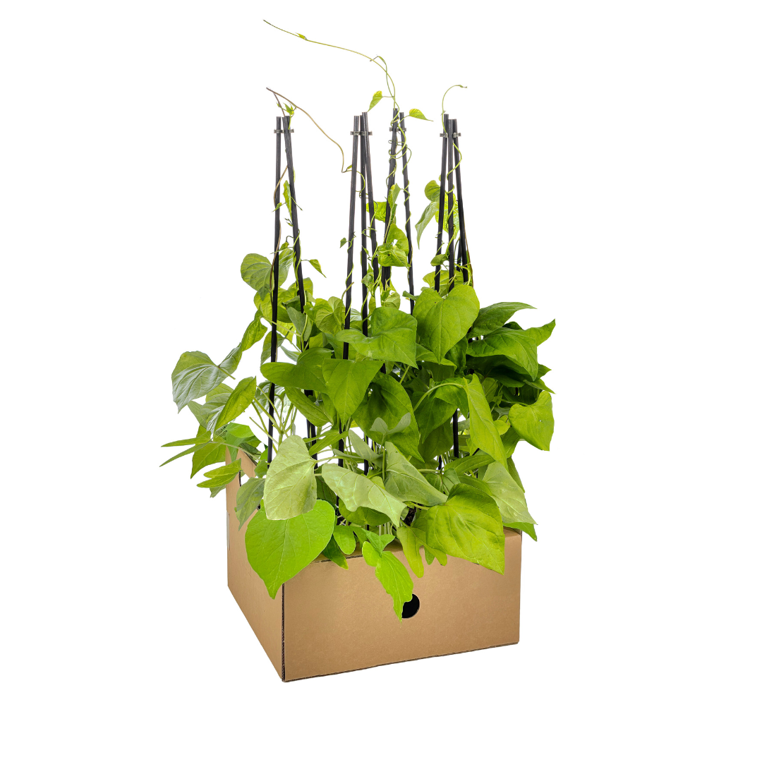 Ipomoea tricolor Heavenly Blue - Ø13 cm - ↕60 cm - 4er Set