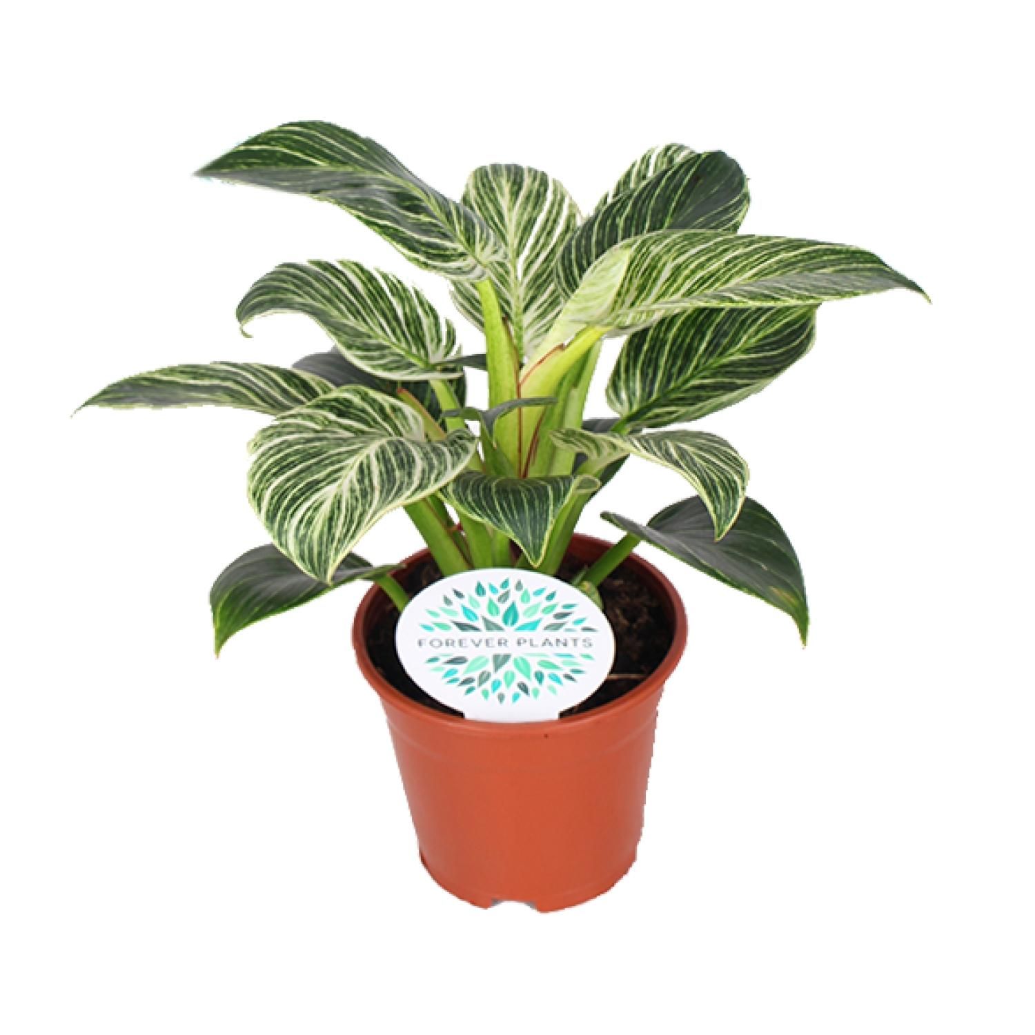 Philodendron Birkin eleganter Zimmerpflanze