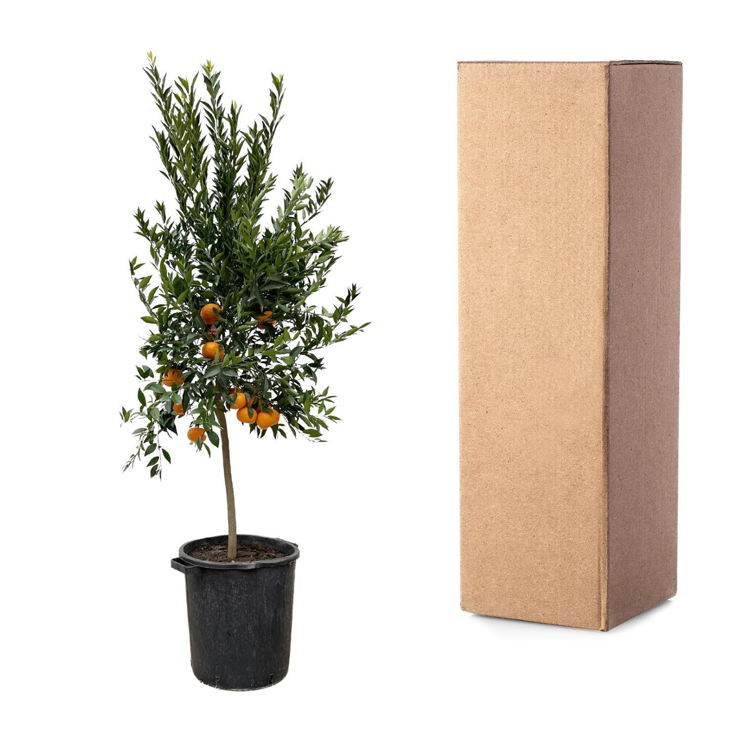 Citrus Calamondin Mandarino Baum