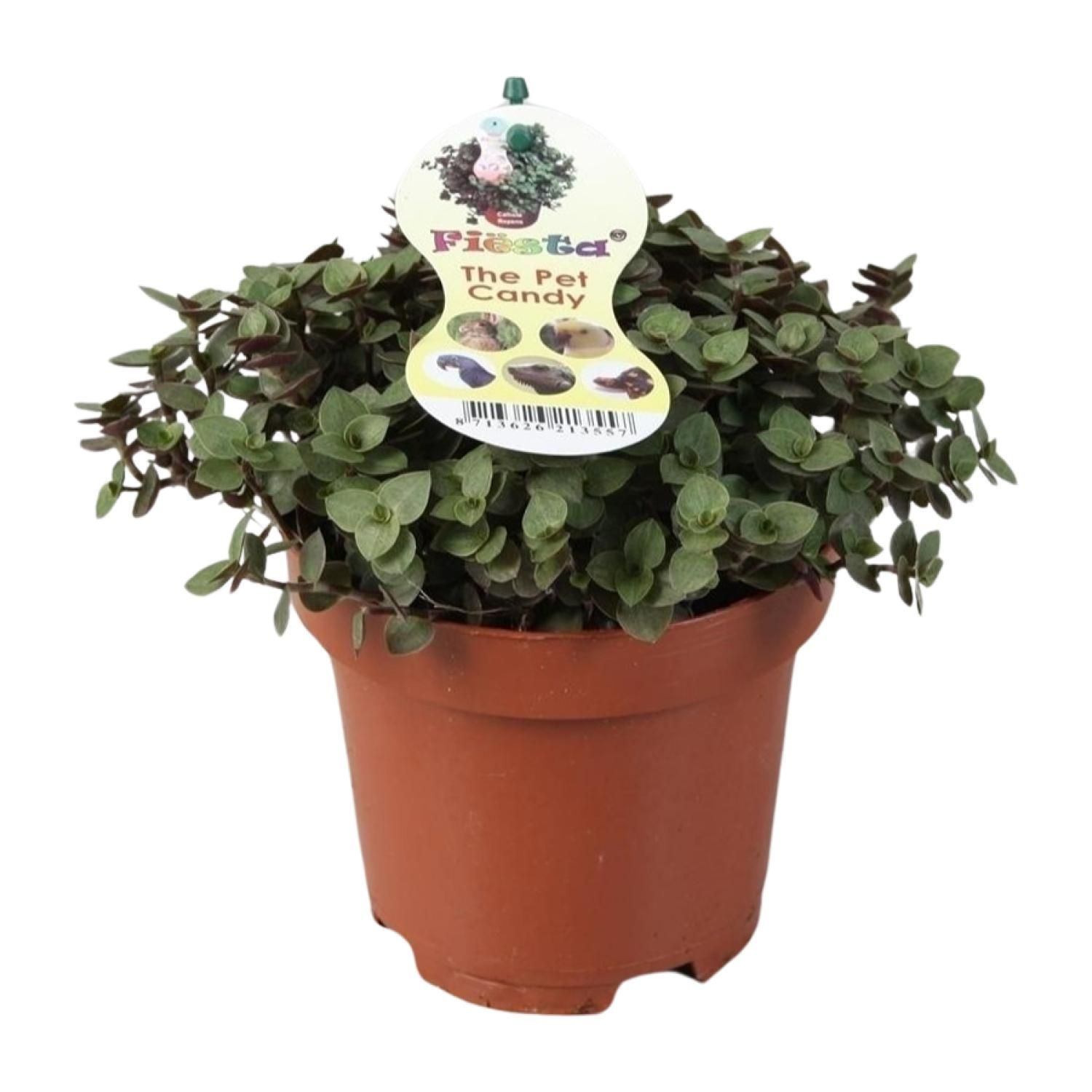 Calissia Repens Zimmerpflanze mit buntlaub