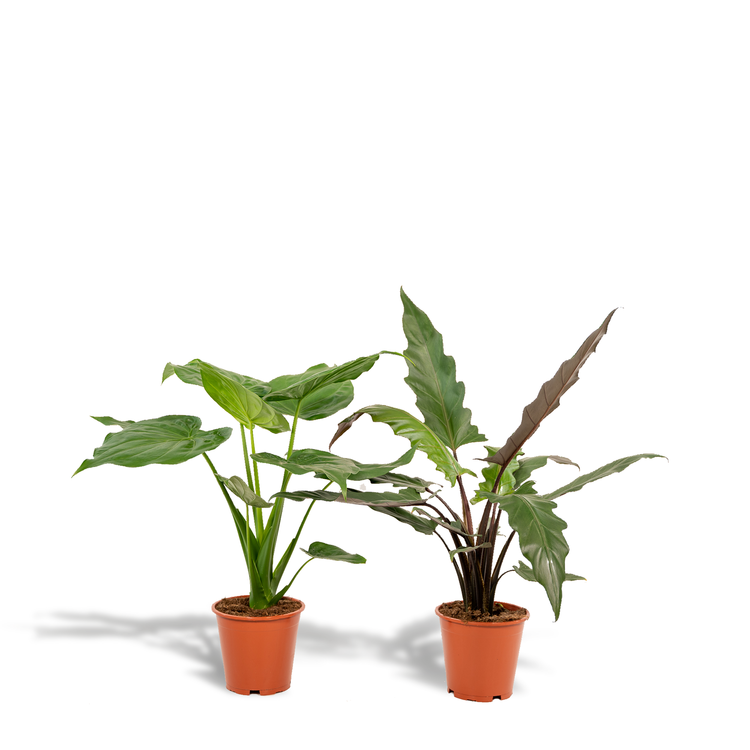 Alocasia Cucullata Zimmerpflanze mit Herzförmigen Blättern
