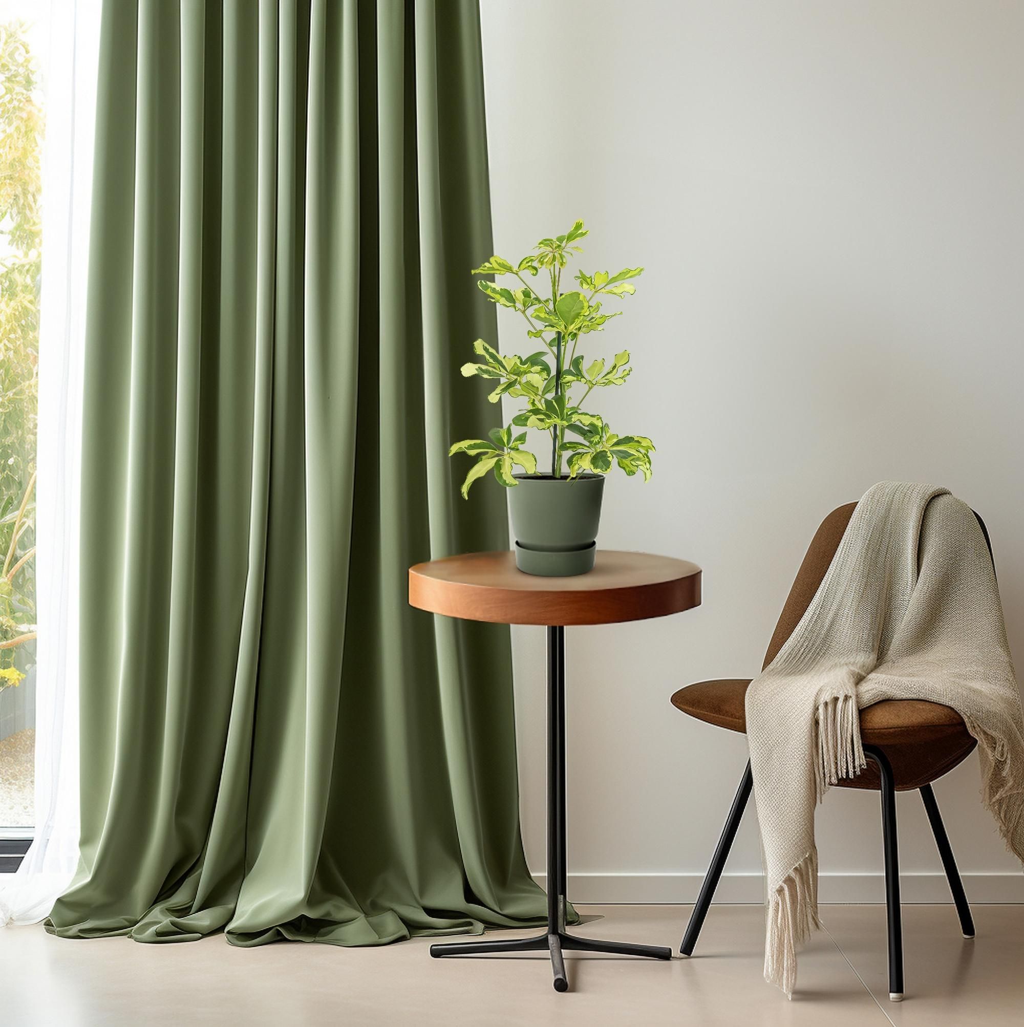 Schefflera Charlotte Zimmerpflanze