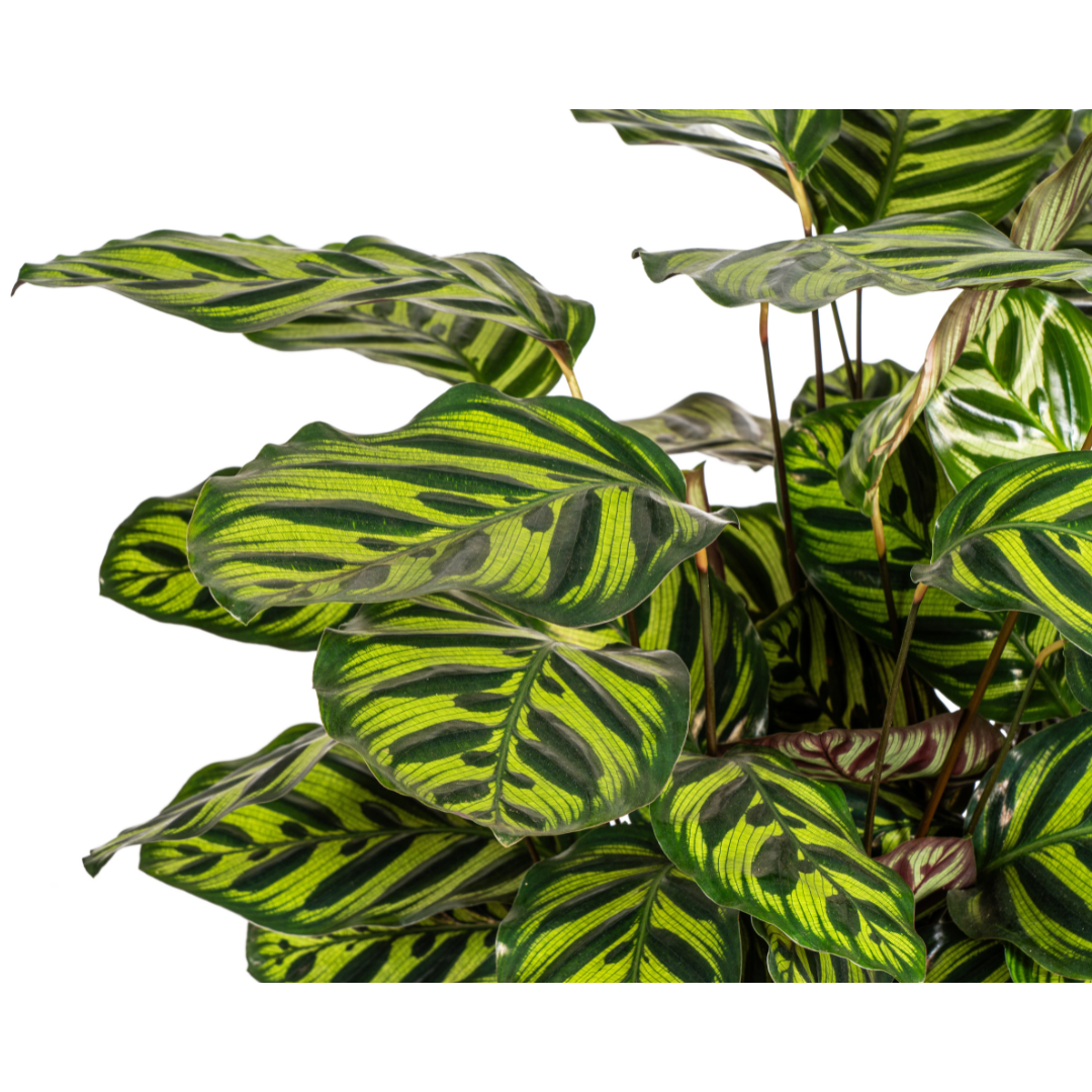Calathea Makoyana – Buschig | Große Blätter | Lebendige Farben – Ø27cm Topf