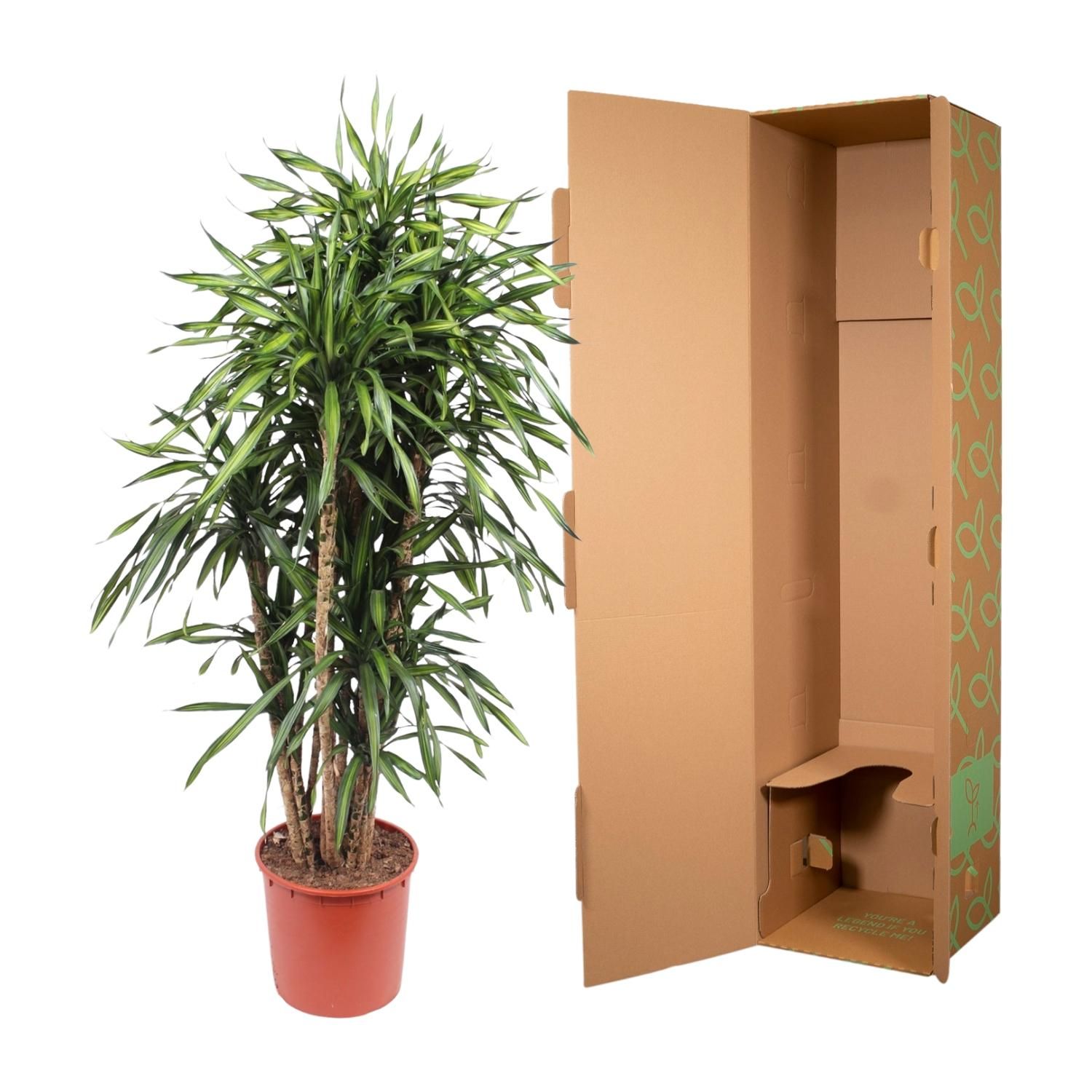 Dracaena Riki Zimmerpflanze