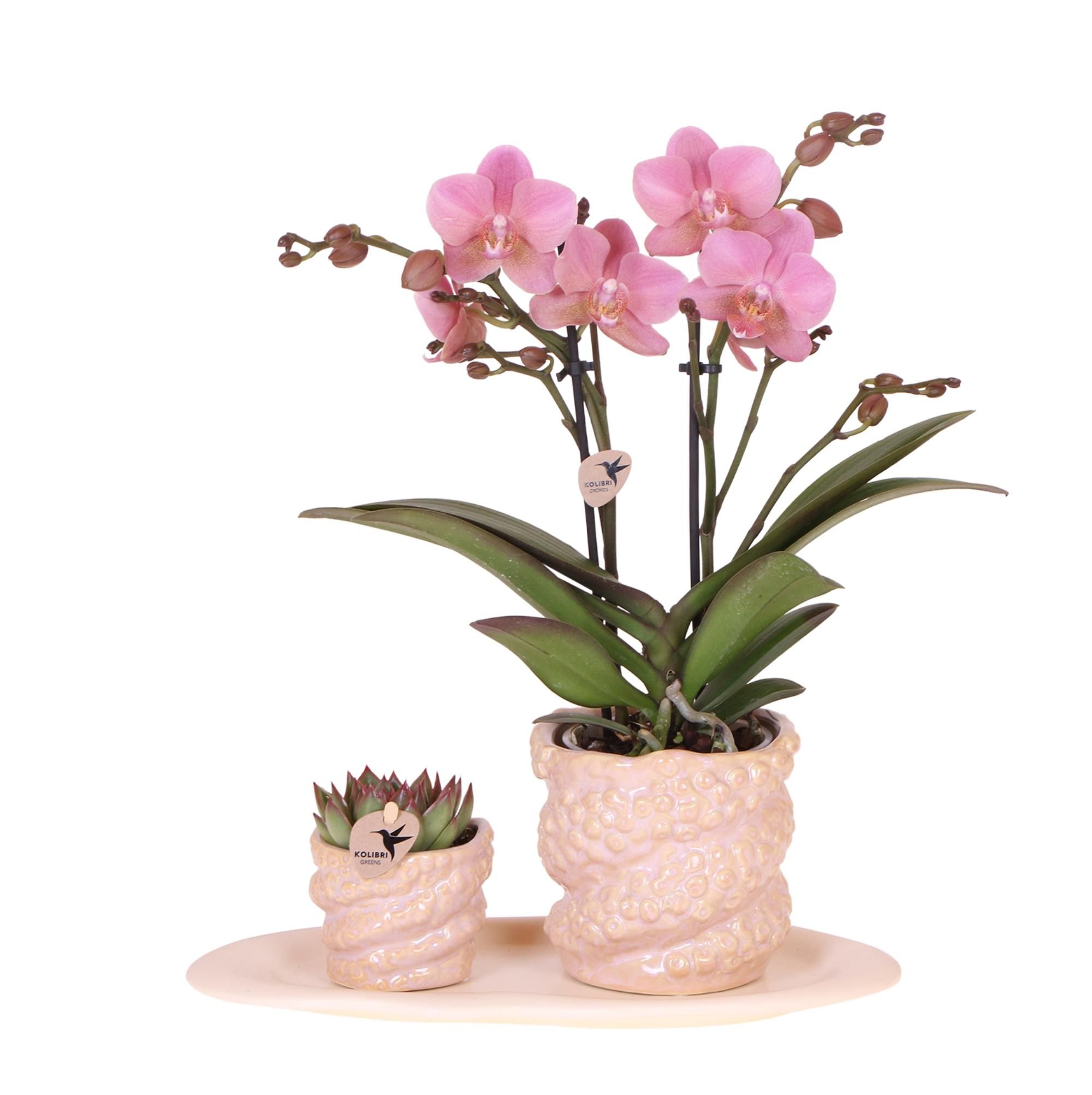 Geschenkset Octopus Pink – Grünpflanze & Orchidee – Weißes Tablett