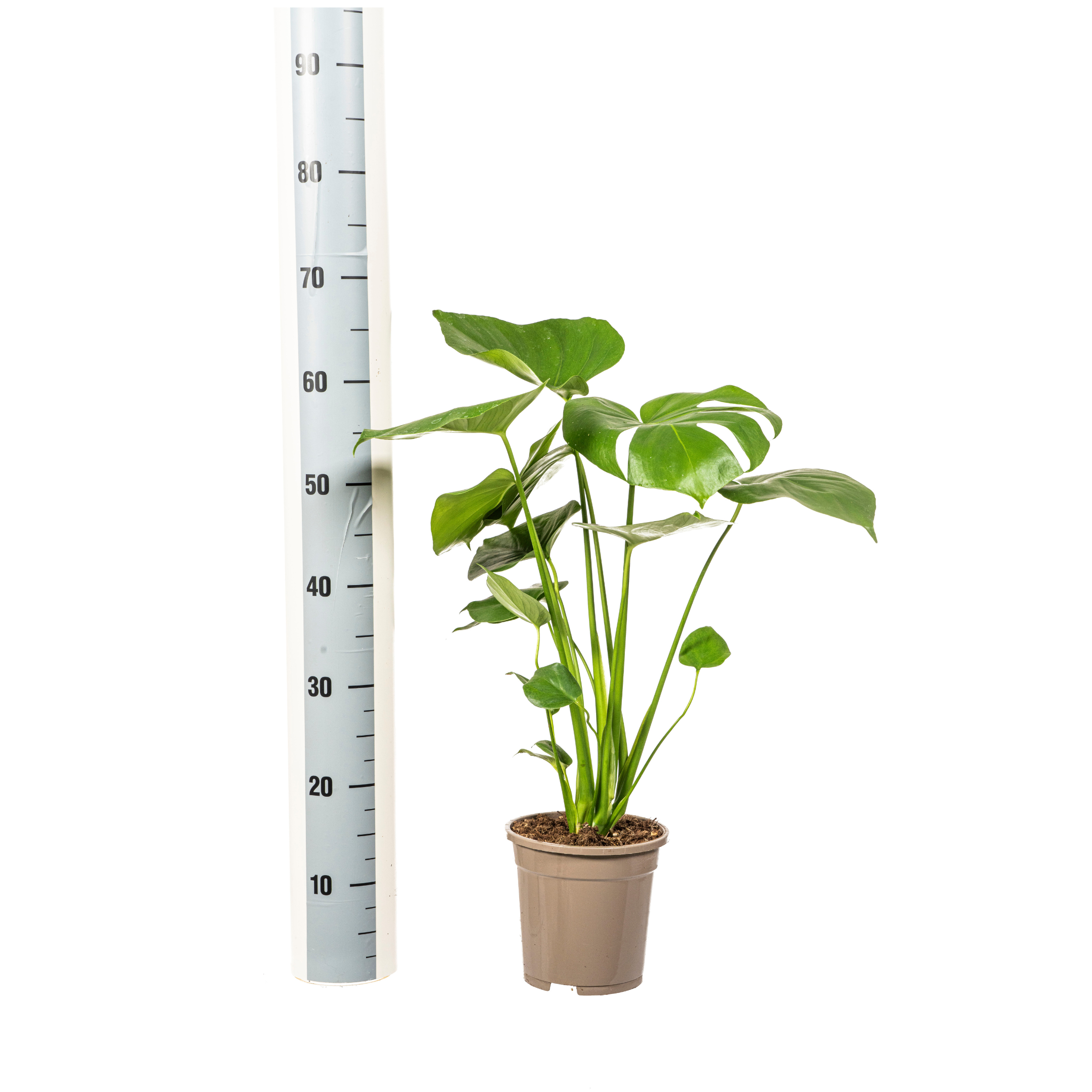 Monstera Deliciosa Tauerii – Topf Ø17cm – Höhe 50-70cm