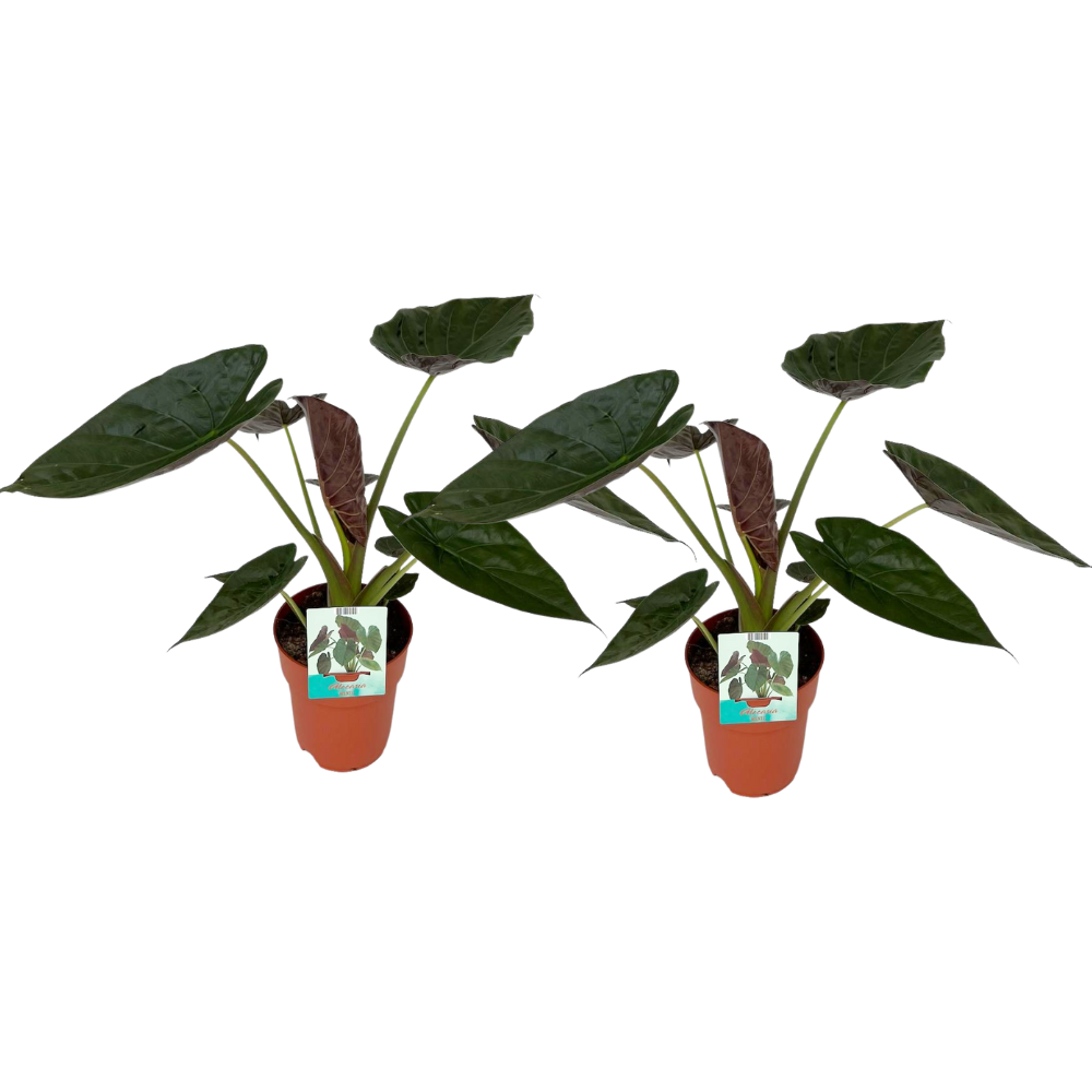 Alocasia Wentii – 2 Stücke – Ø19cm – ↕85cm