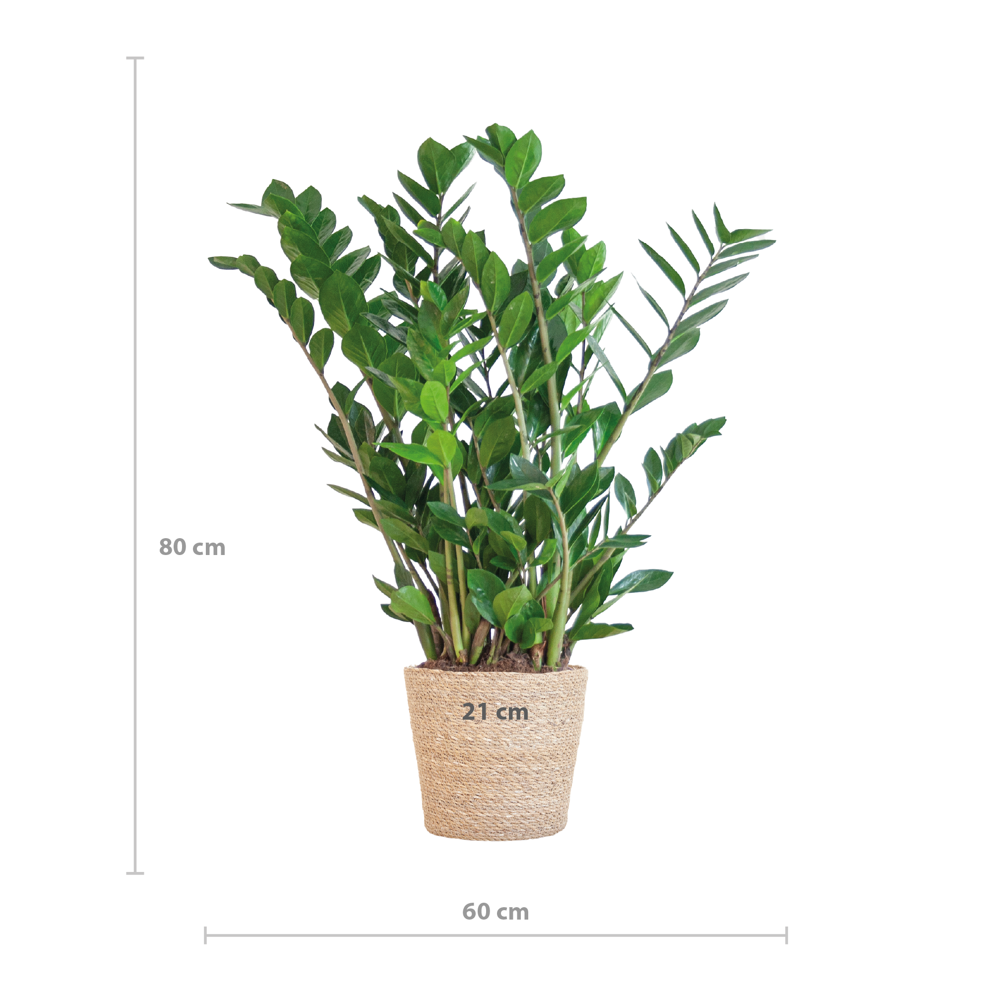 Zamioculcas Zamiifolia mit Korb – 80cm – Ø21