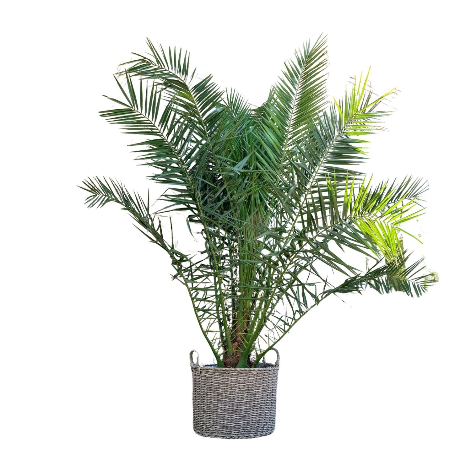 Phoenix Canariensis Kanarische Dattelpalme
