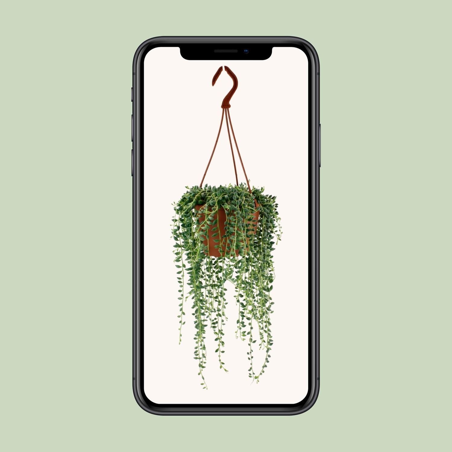 Senecio Herreianus Zimmerpflanze