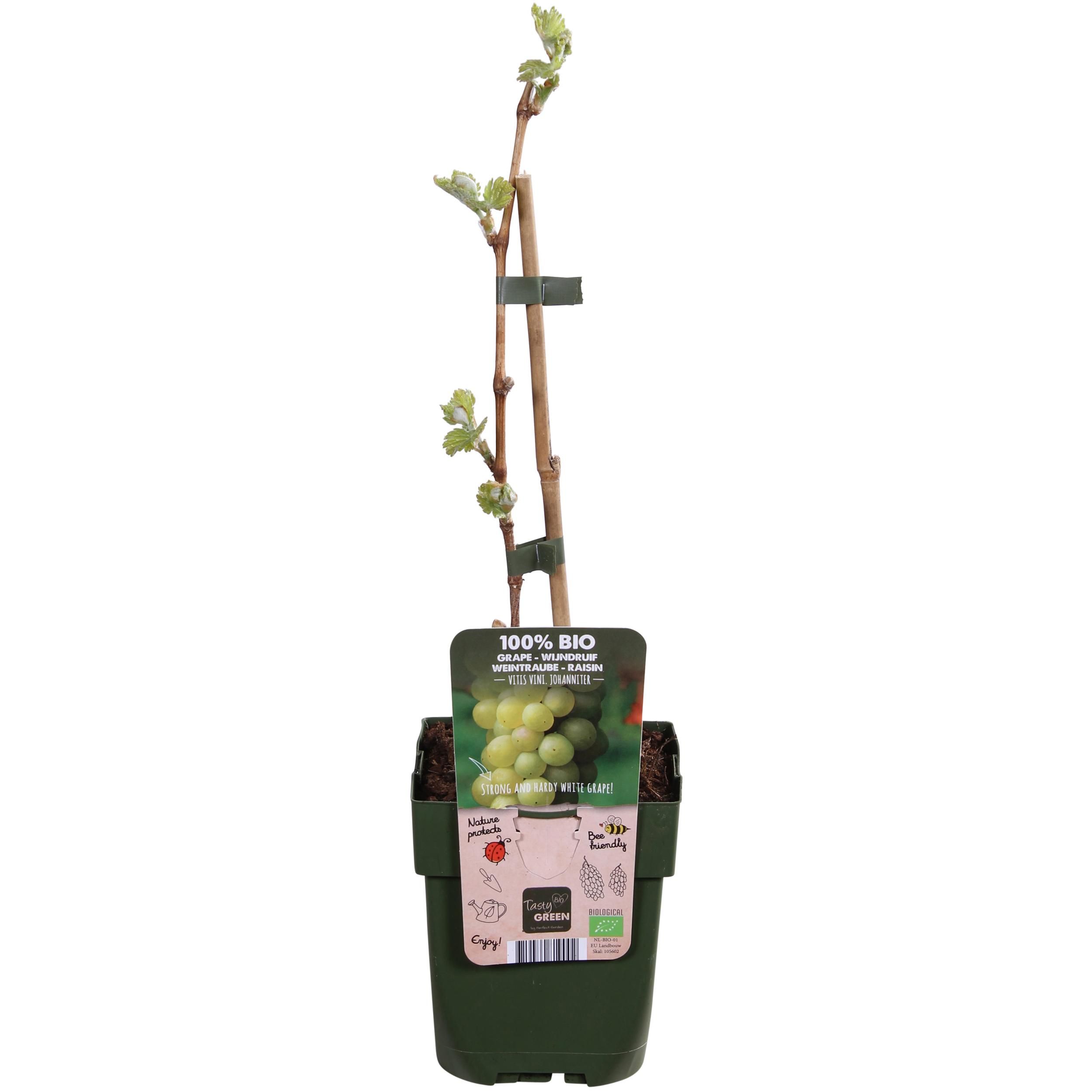 Johanniter Weinrebe Vitis vinifera