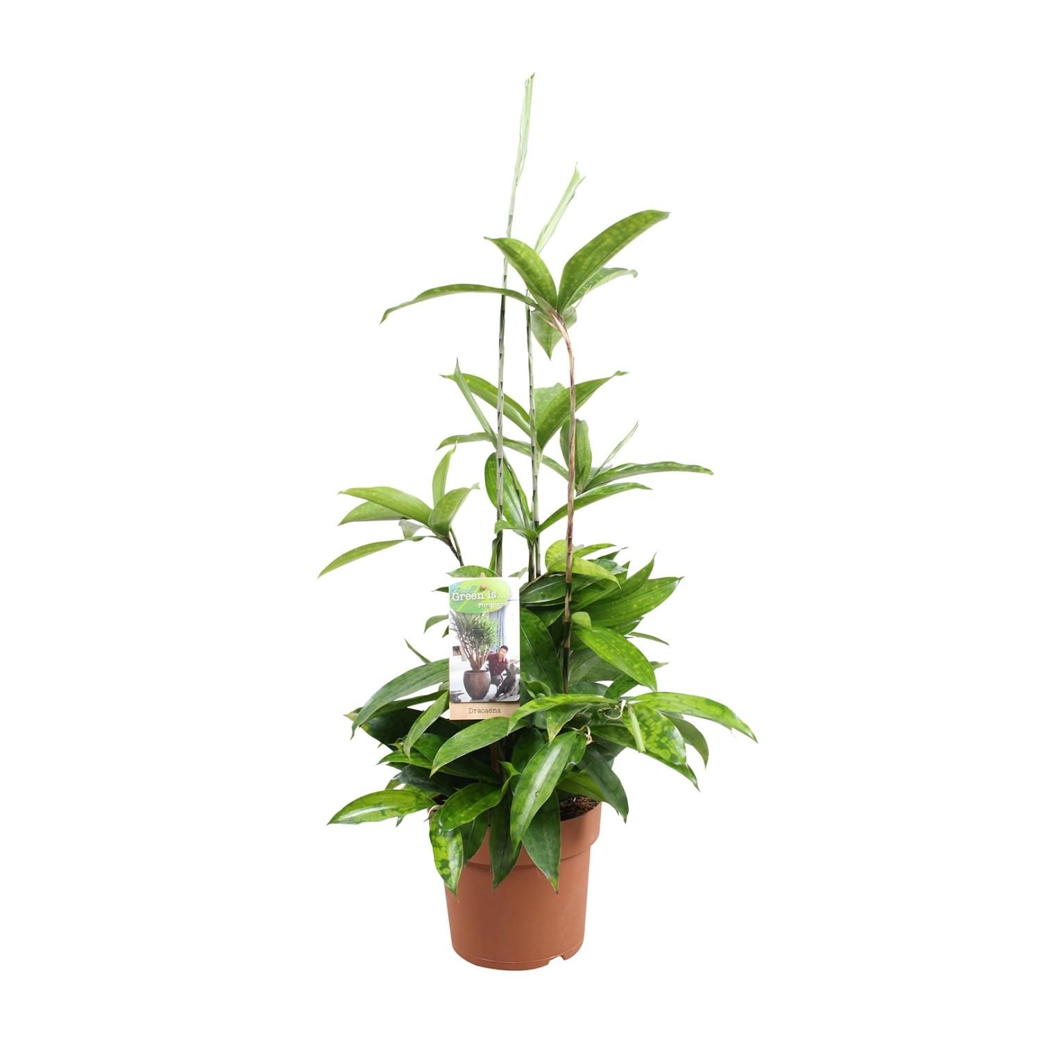 Dracaena Surculosa Zimmerpflanze