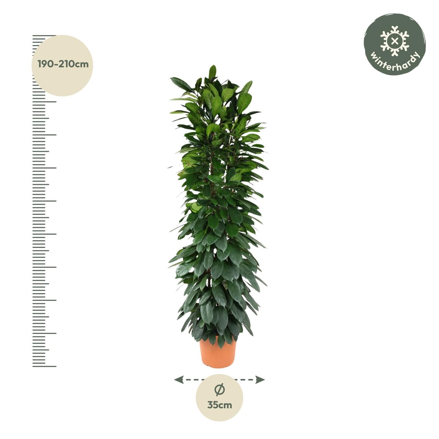 Ficus Cyatistipula eleganter Zimmerbaum