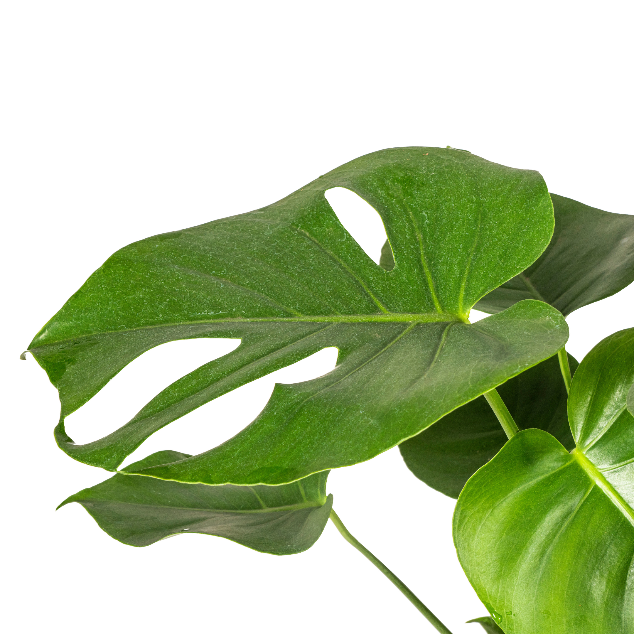 Monstera Tauerii Ø19cm – 70-90cm Hoch – Große Löcher