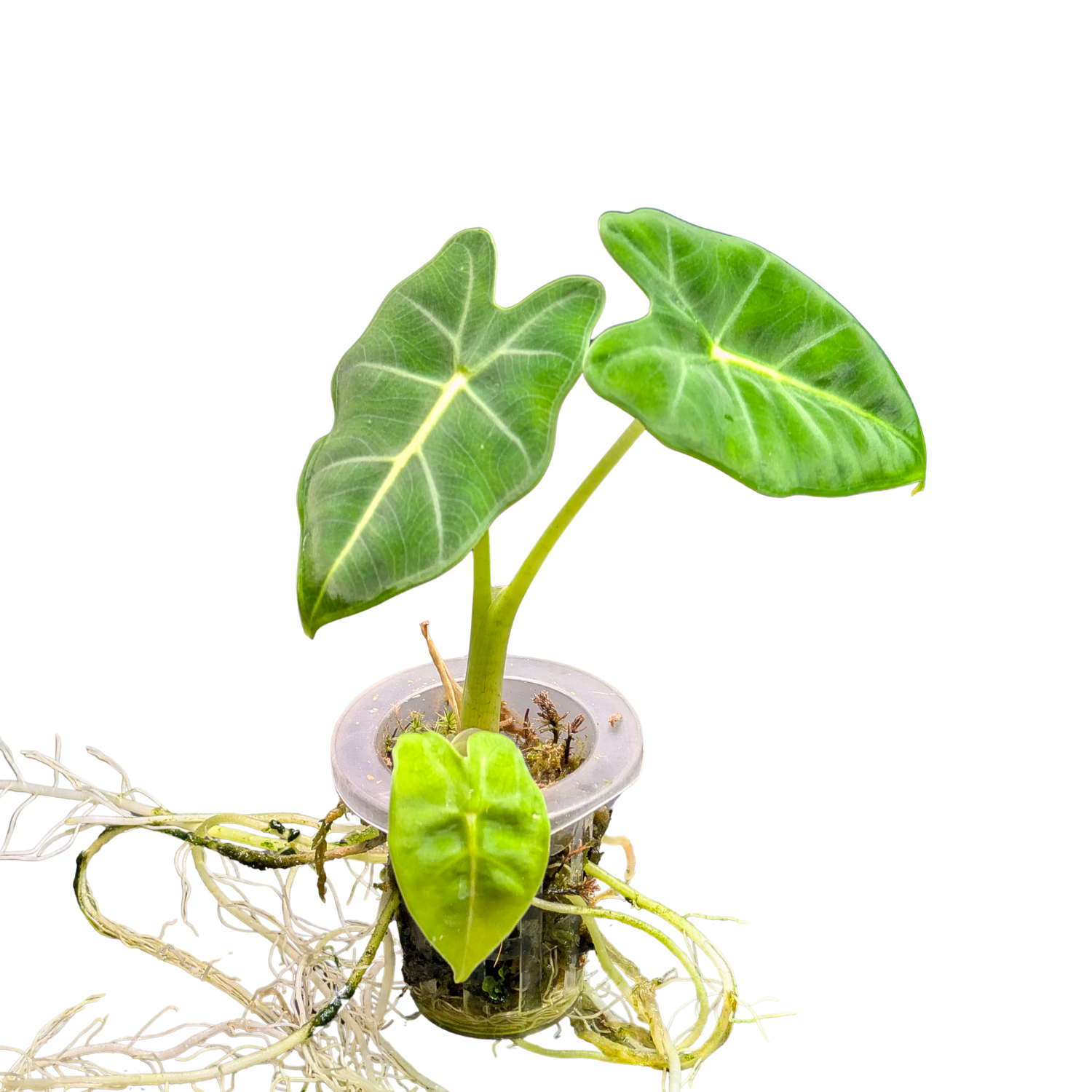Baby Alocasia micholitziana frydek + selbstbewässernder Übertopf