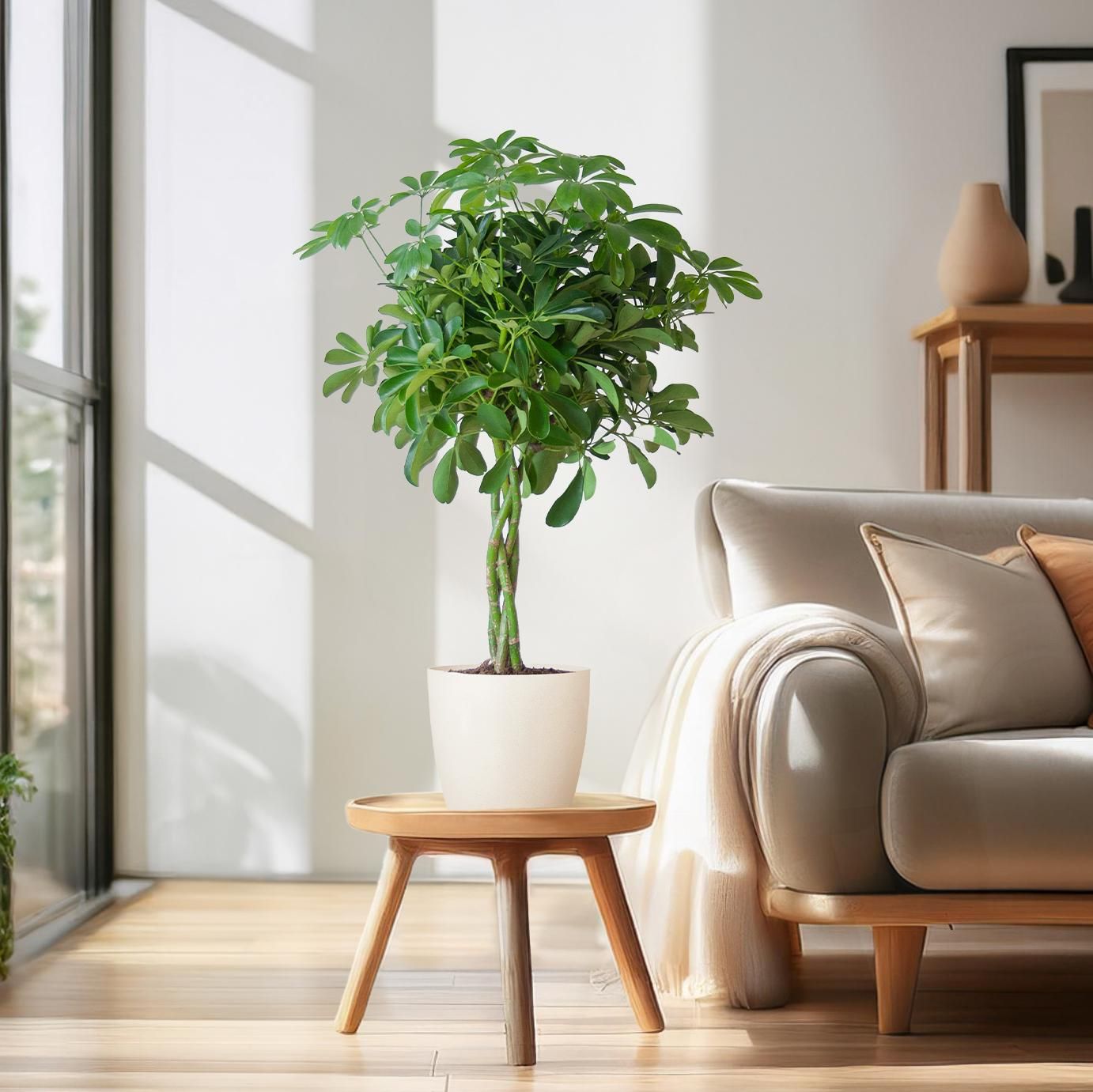 Schefflera Nora – 70 cm – Ø21 Topf