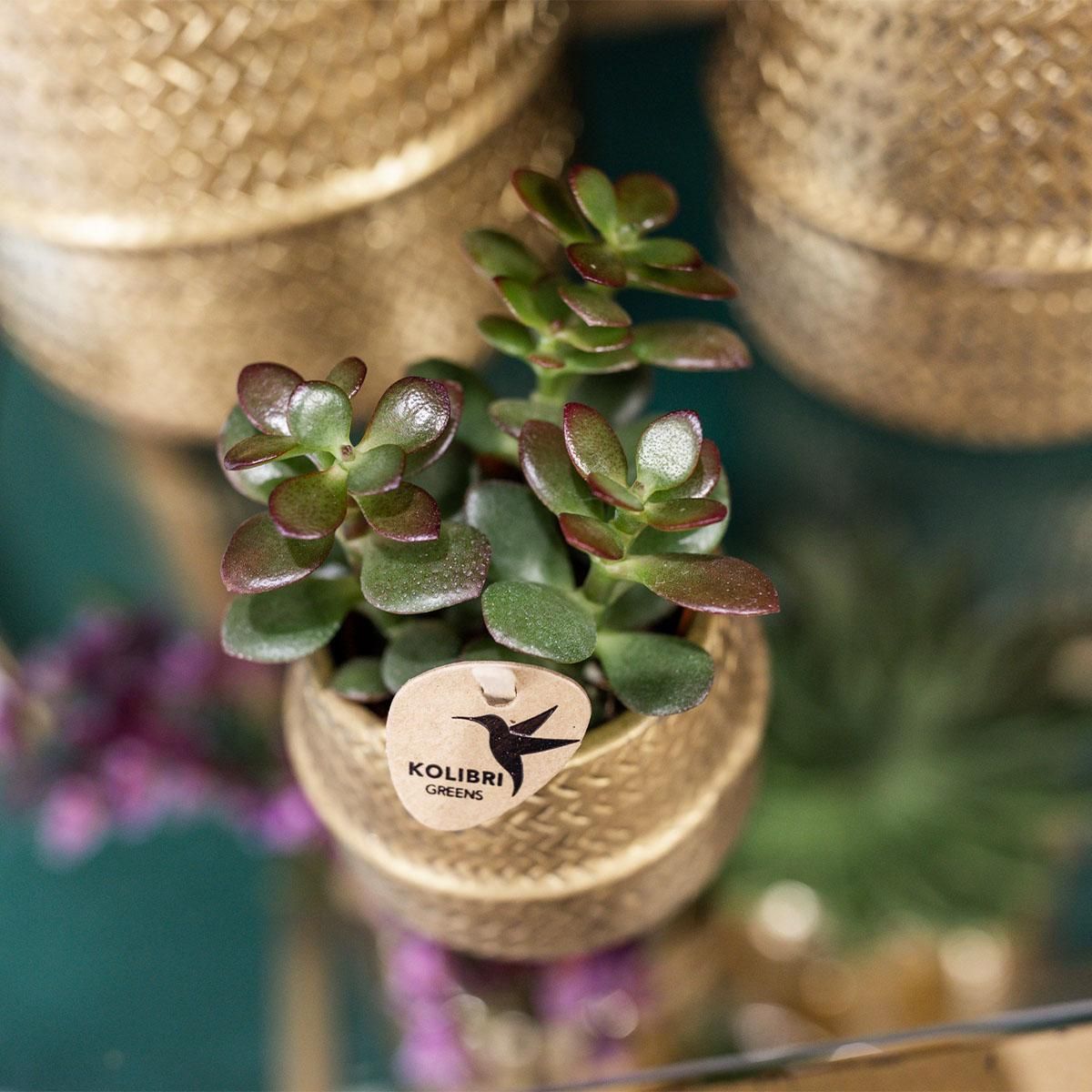 Phalaenopsis Orchidee und Aloe Sukkulente im Goldtopf