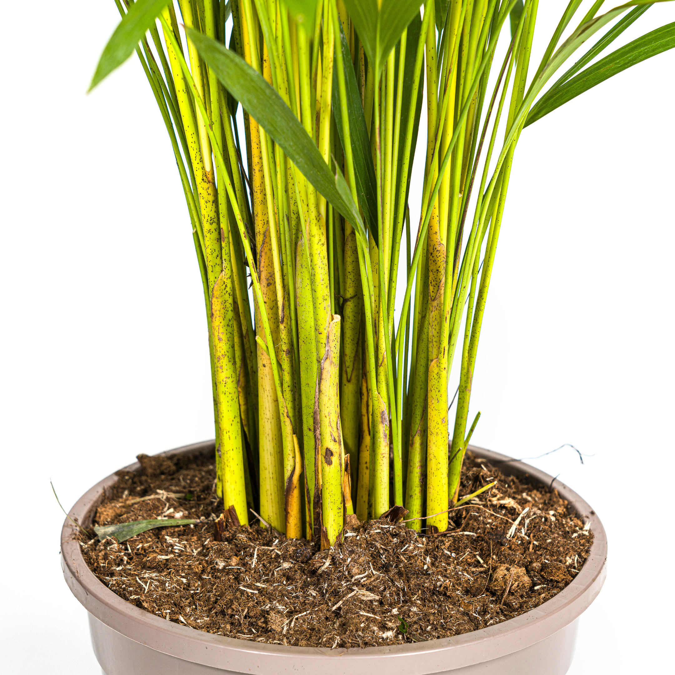 Dypsis Areca Lutescens Ø24cm – 120-140cm Hoch – Goldfruchtpalme