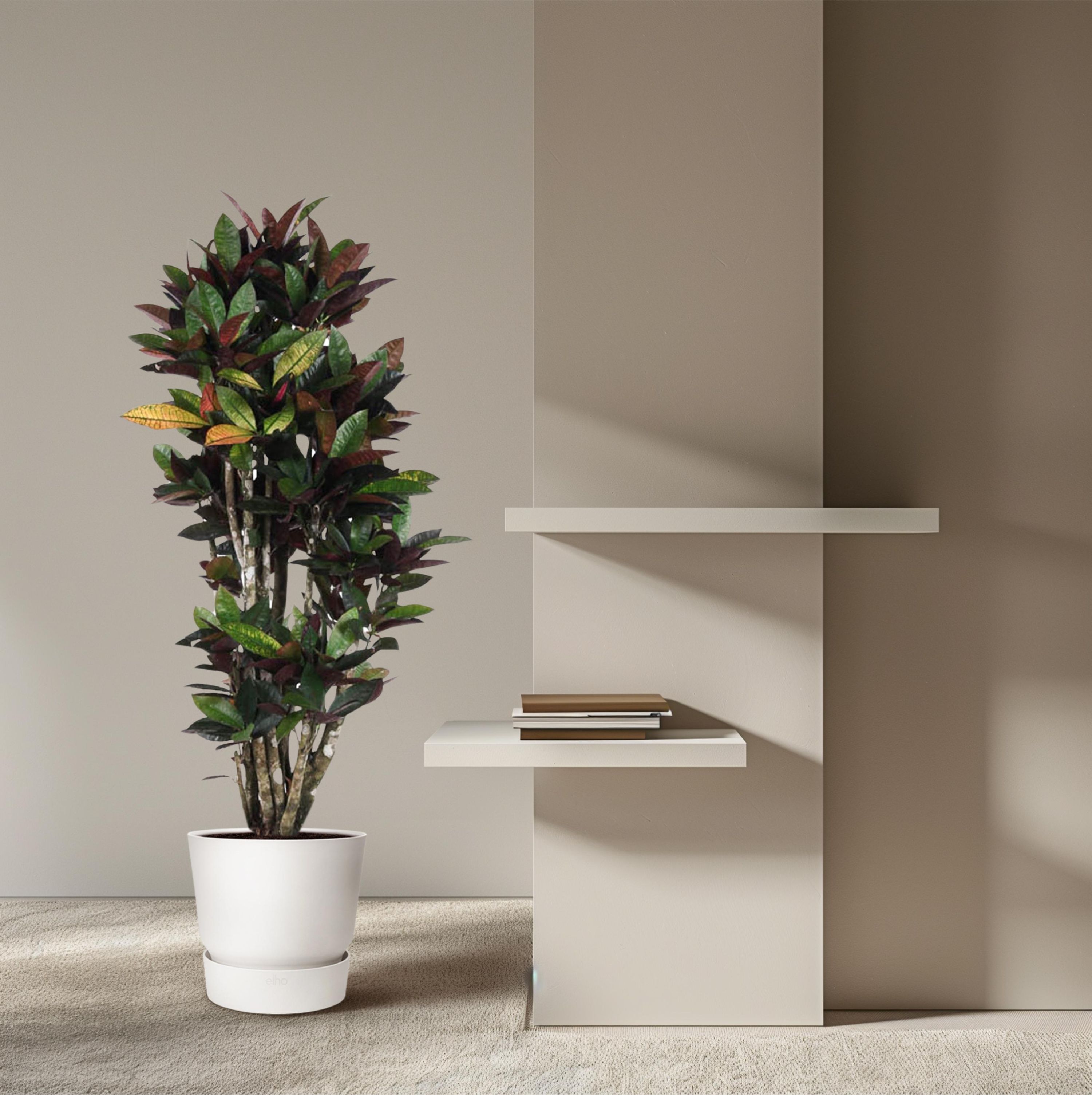 Codiaeum Mammi Zimmerpflanze mit bunten Blättern