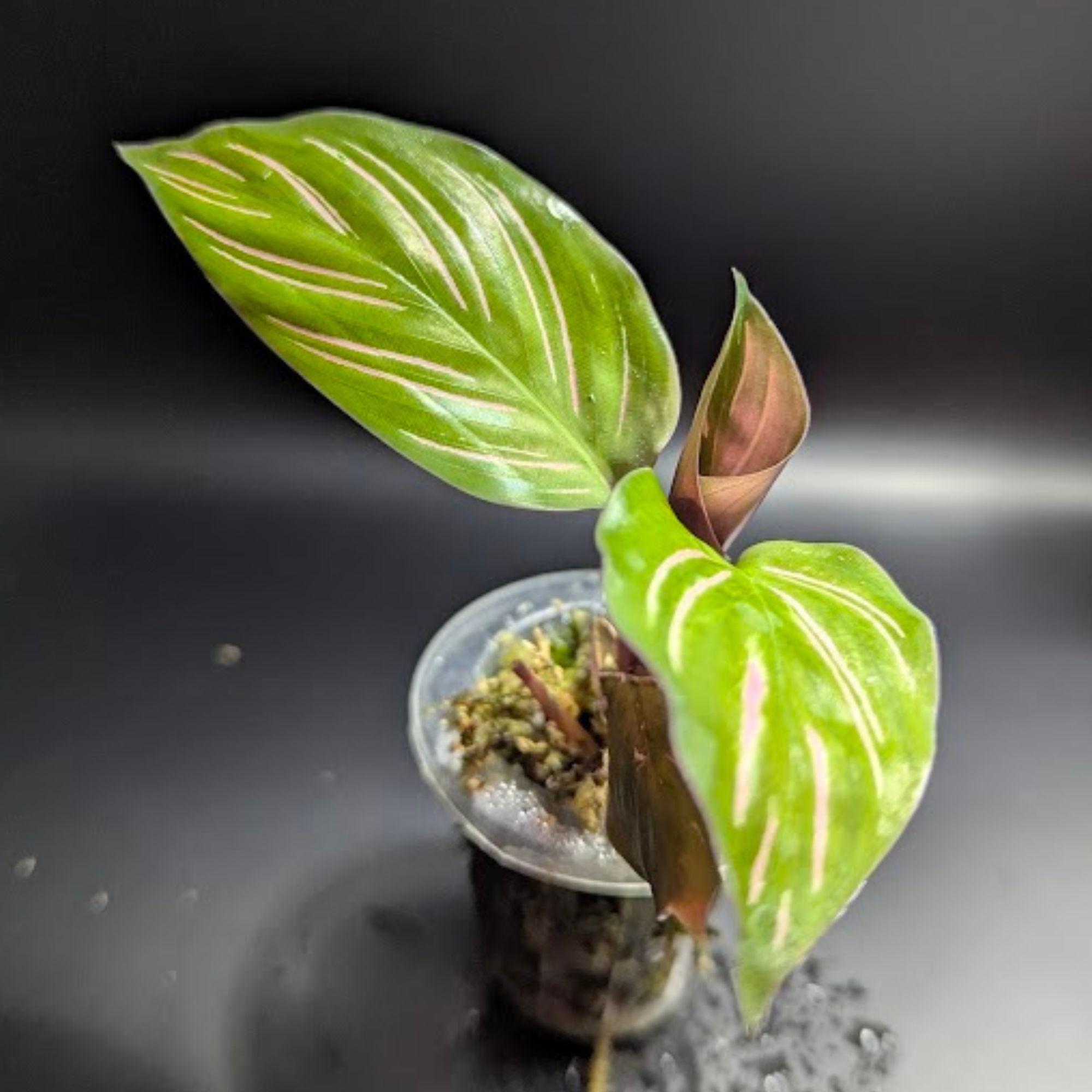 Baby Calathea ornata Beautiful star