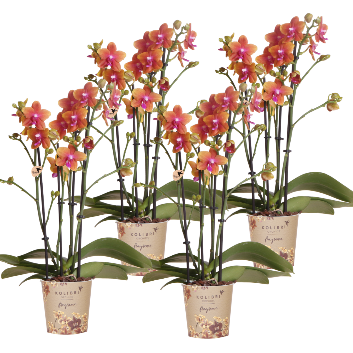 Kombi Angebot | 4 duftende orange Phalaenopsis Orchideen – Ø12cm Topf