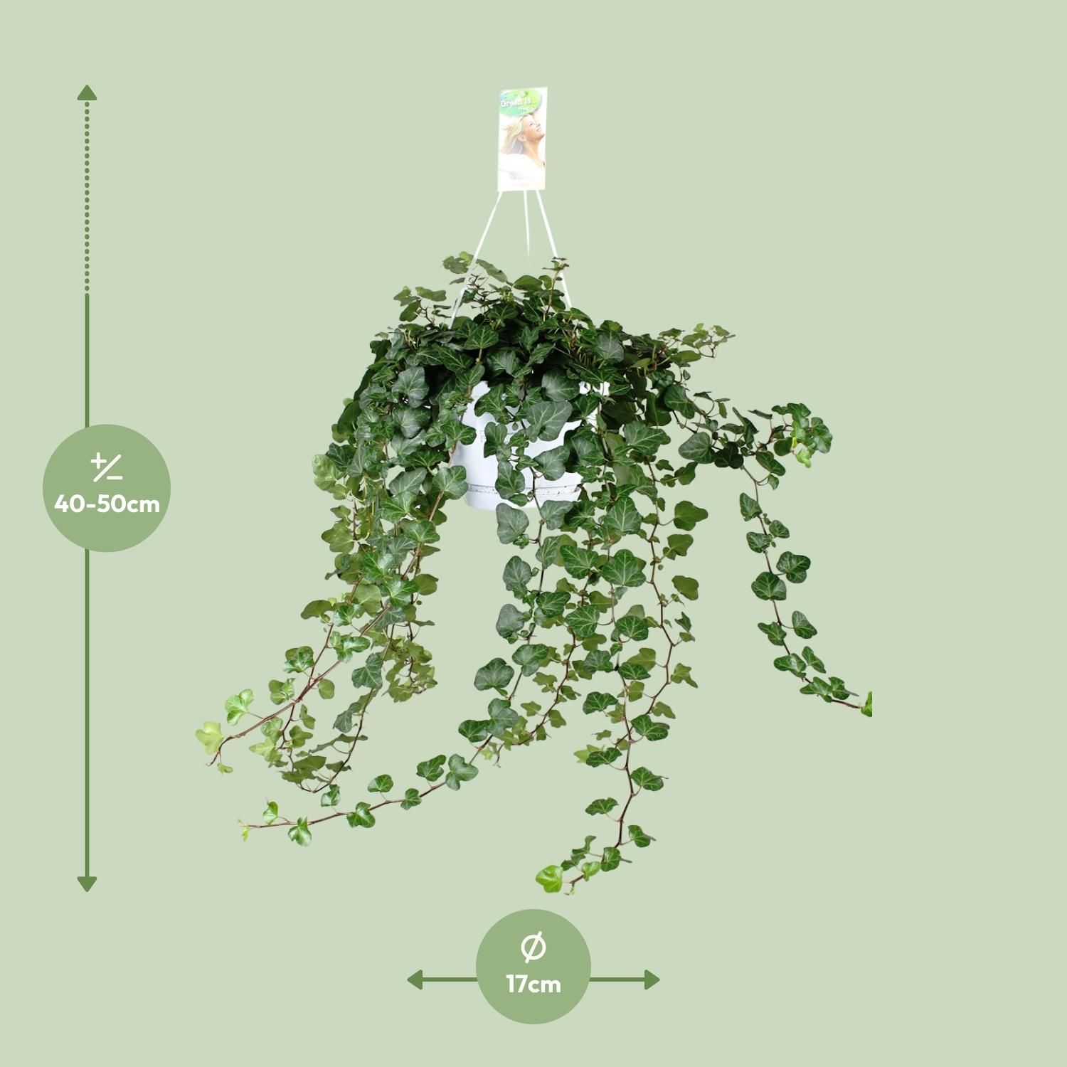 Hedera Wonder Green Kletterpflanze
