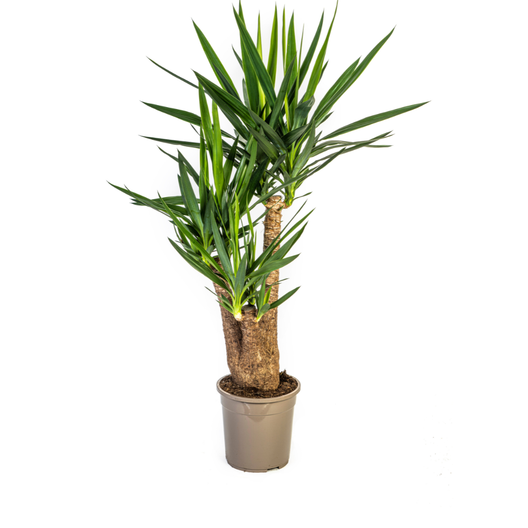 Yucca Elephantipes Verzweigt Ø24cm – 80-100cm Hoch – Robuste Grünpflanze
