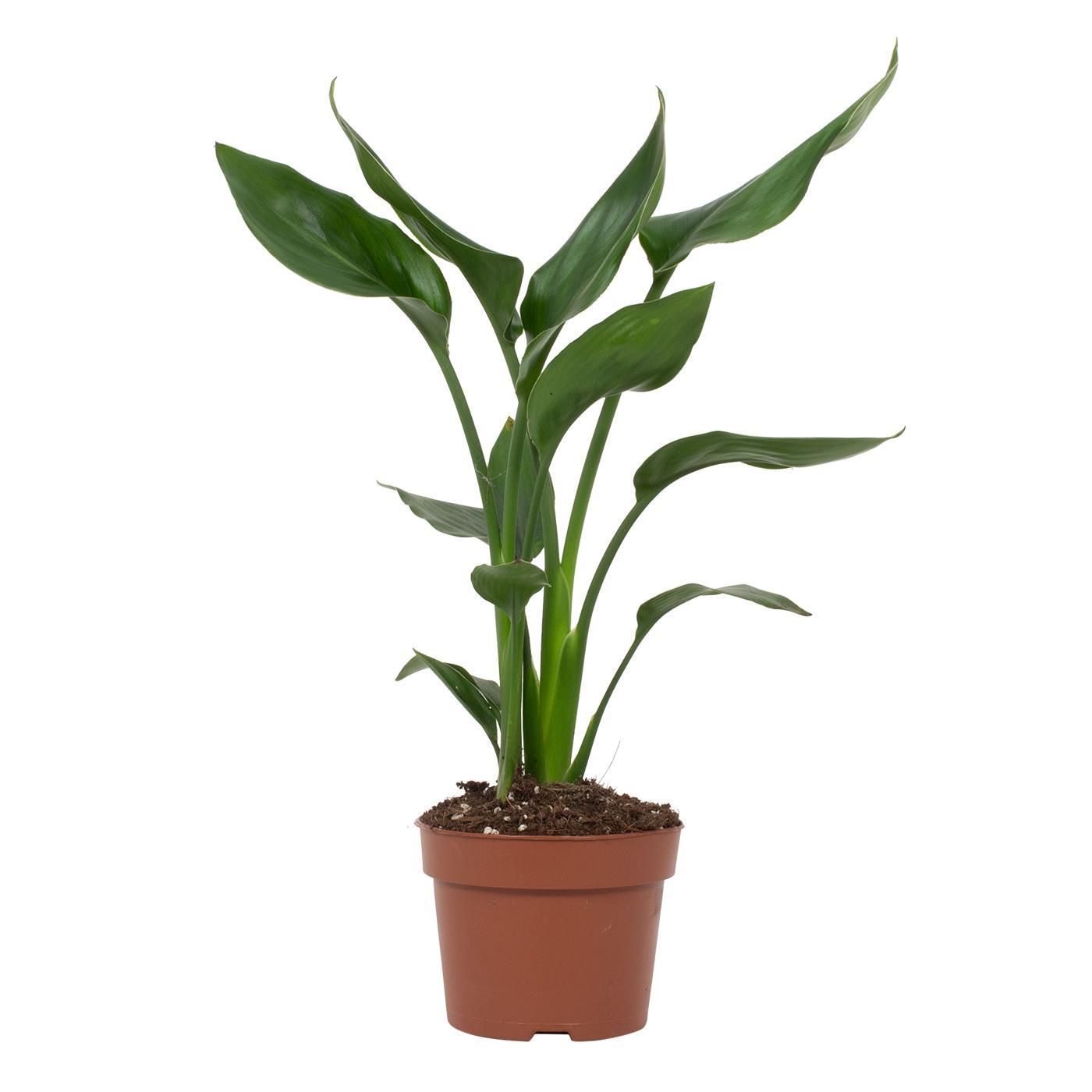 Paradiesvogelblume Strelitzia als Zimmerpflanze