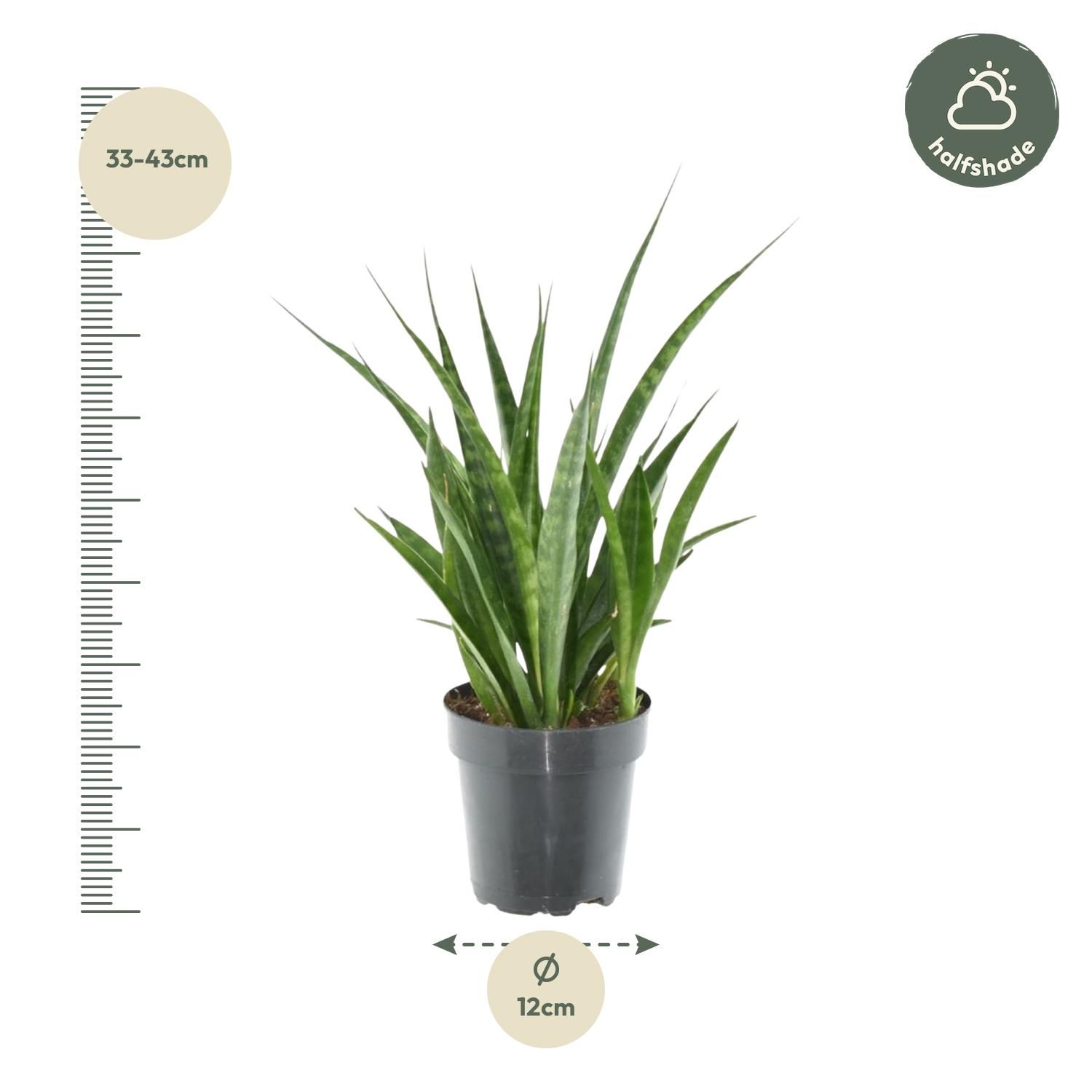 Sansevieria Kirkii Friends Bogenhanf