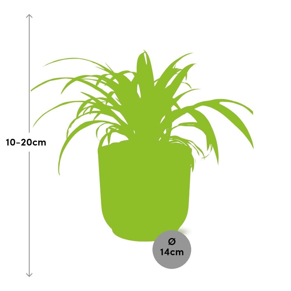 Grünlilie Chlorophytum Comosum Variegatum in ELHO Vibes Fold Topf
