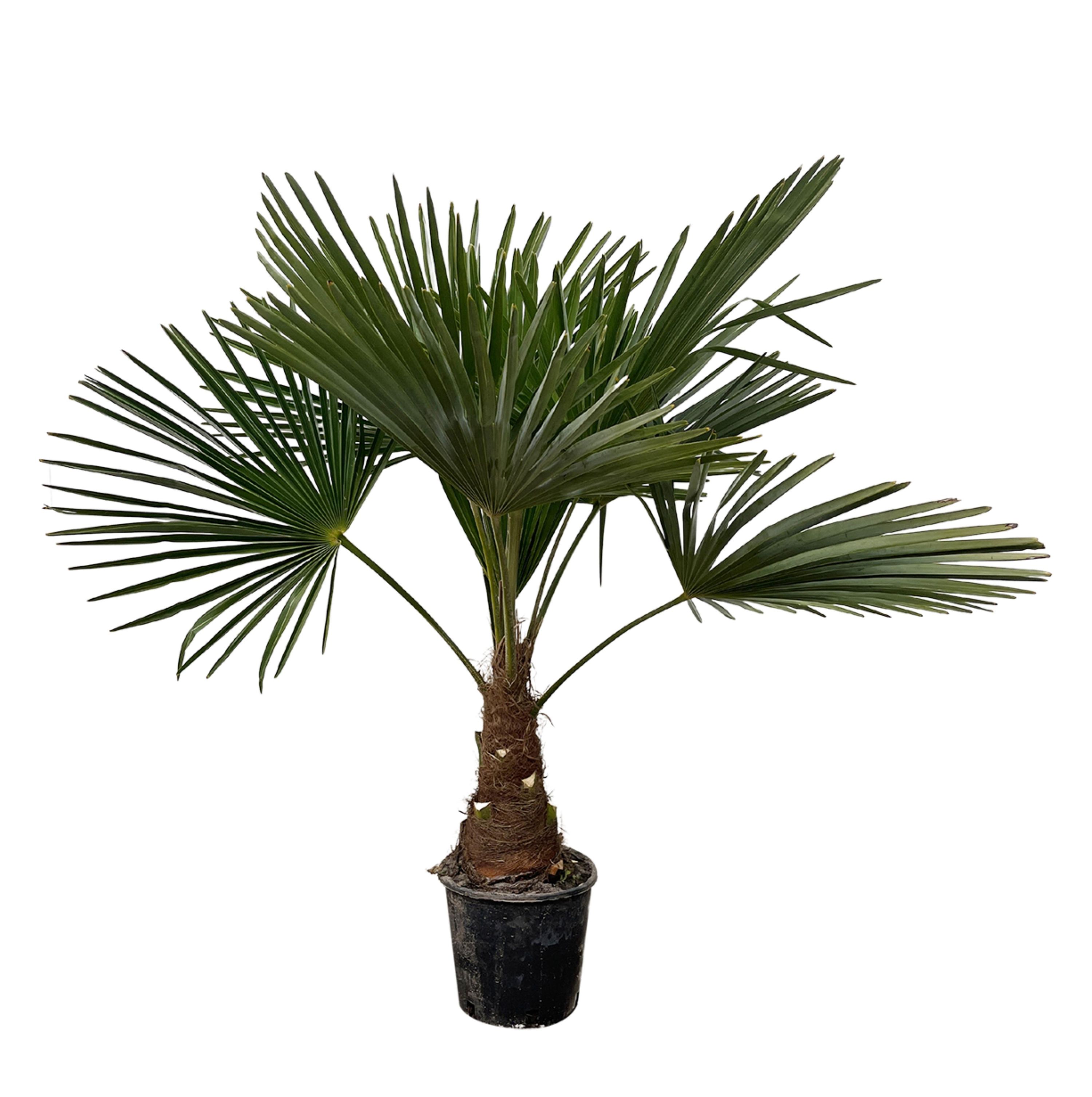 Trachycarpus Fortunei Palme