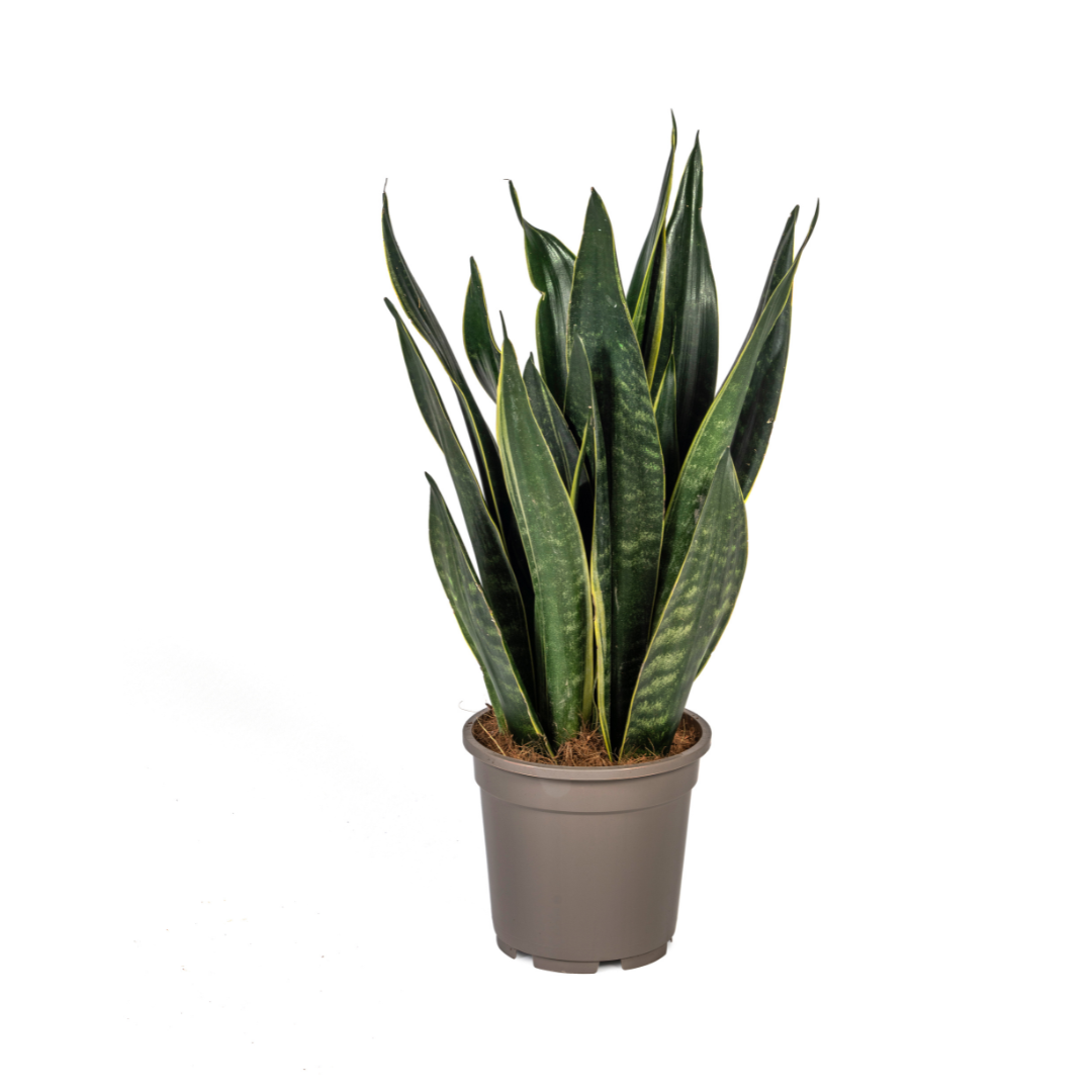 Sansevieria Futura Black - Ø17cm Topf - 45-55cm Höhe