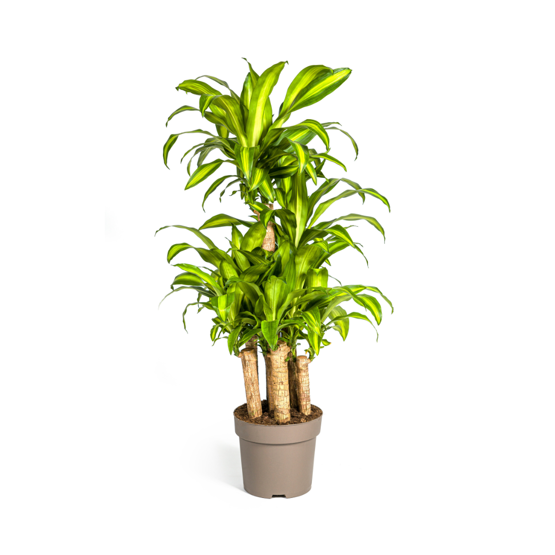 Dracaena Fragrans Massangeana Karussell – 130-150cm hoch – Ø30cm Topf